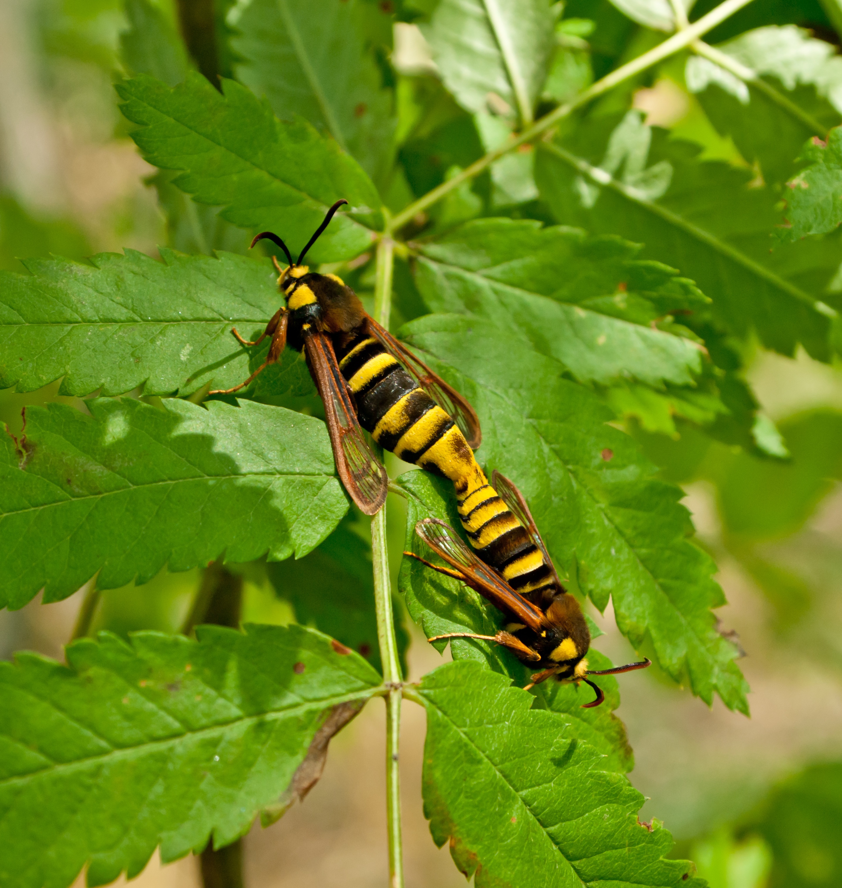 animal, one animal, caterpillar, plant, 2K, beauty in nature, outdoors, insect, animal wildlife, day, no people, wasps, green color, duplication, insects, Phone HD Wallpaper