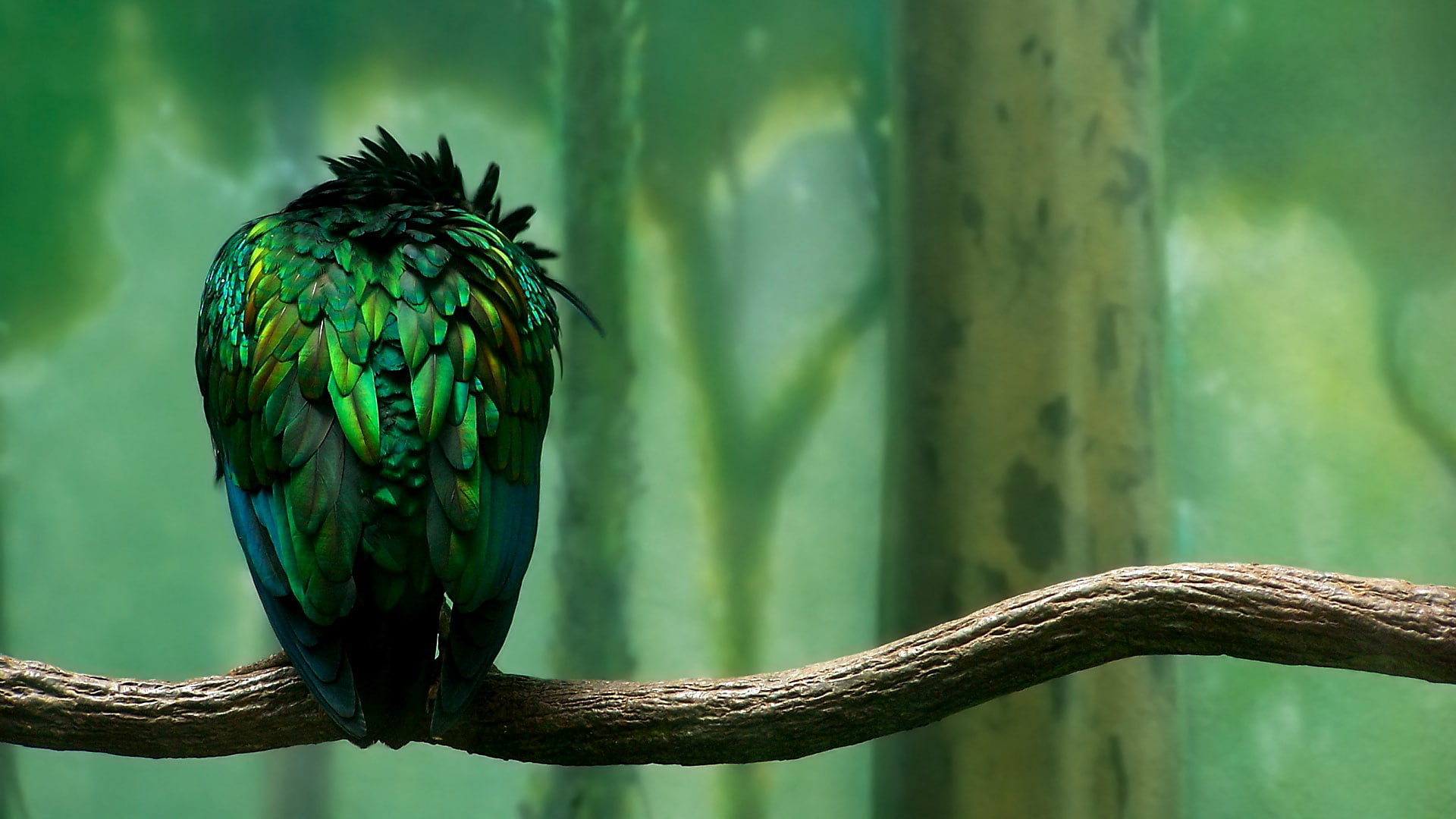 birds, Branches, duplicate, Trees, nature, Green, 1080P, HD Wallpaper