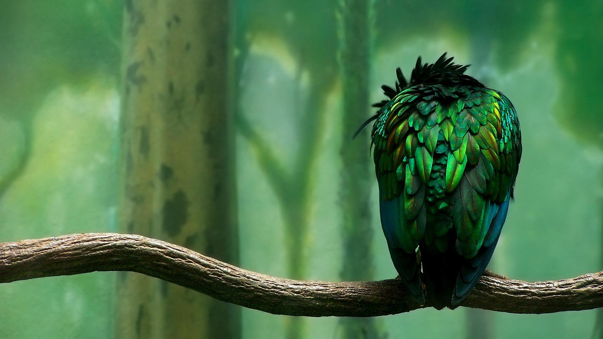 birds, duplicate, Green, 1080P, HD Wallpaper