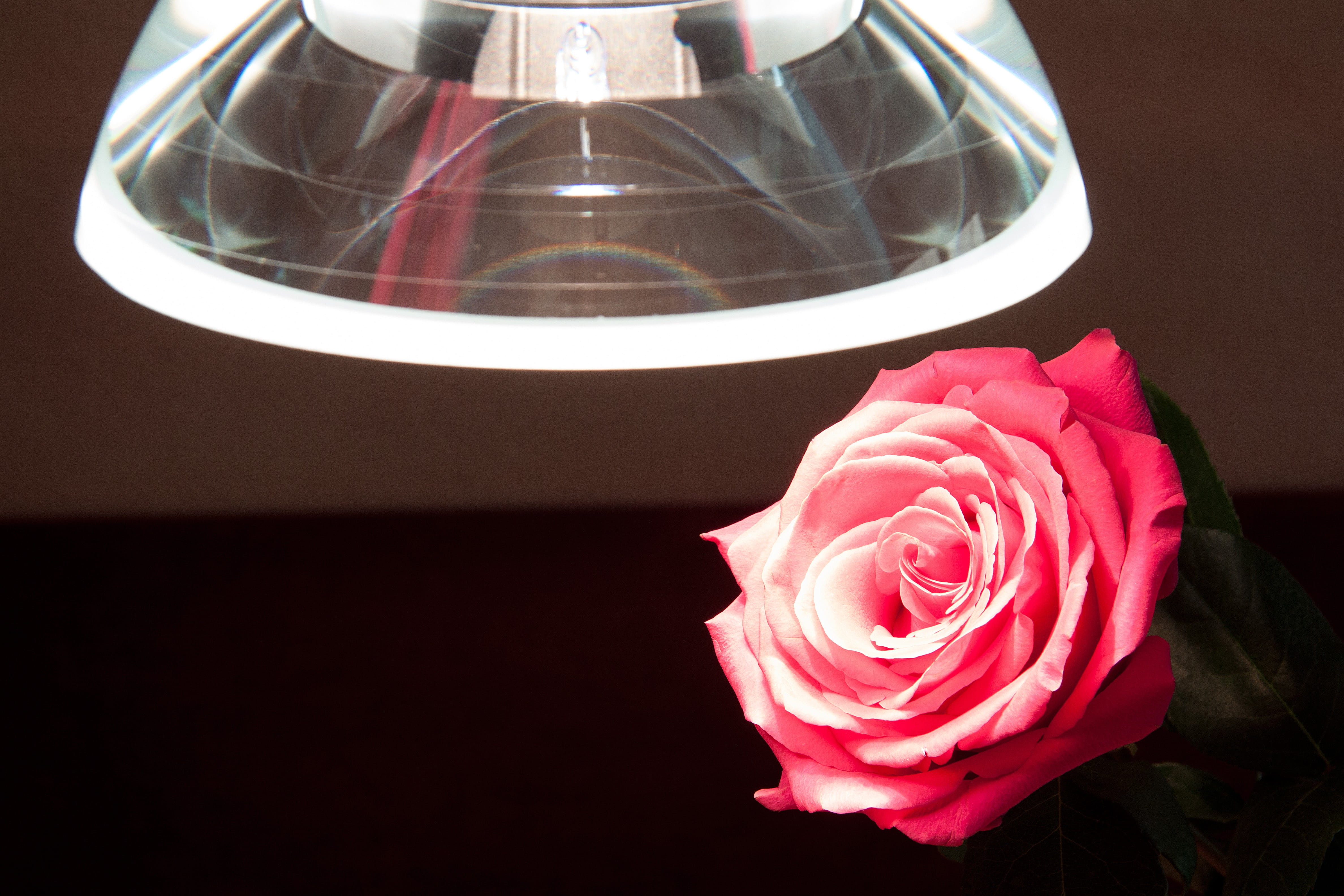 plant, lumina galileo, design, lighting, no people, close-up, flower, noble, futuristic, black background, light, flowering plant, nature, pendant lamp, HD Wallpaper