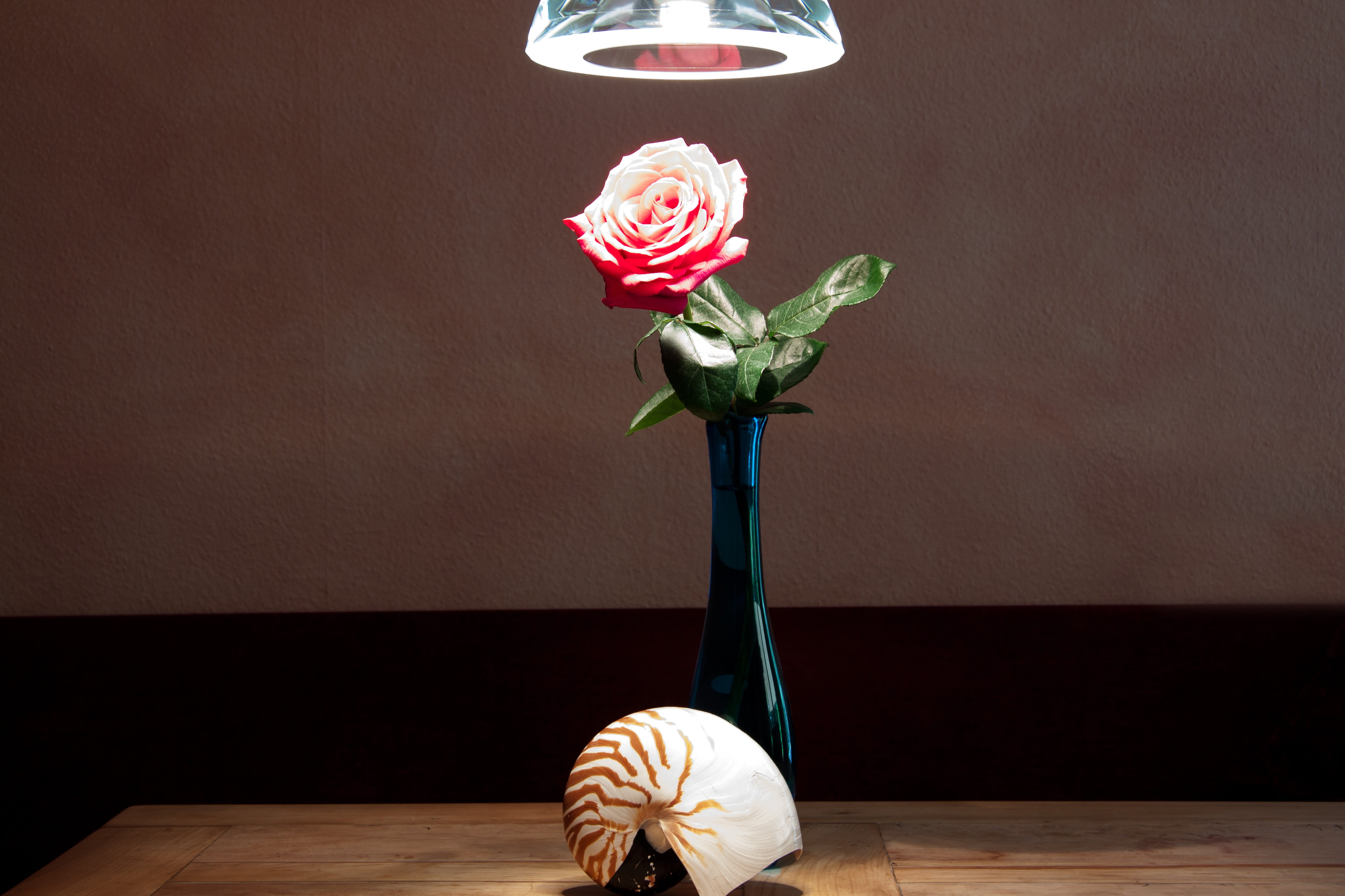 added together, rose - flower, fragility, lighting, wood - material, rose, indoors, bright, place, brown, noble, close-up, table, 4K, front, futuristic, HD Wallpaper