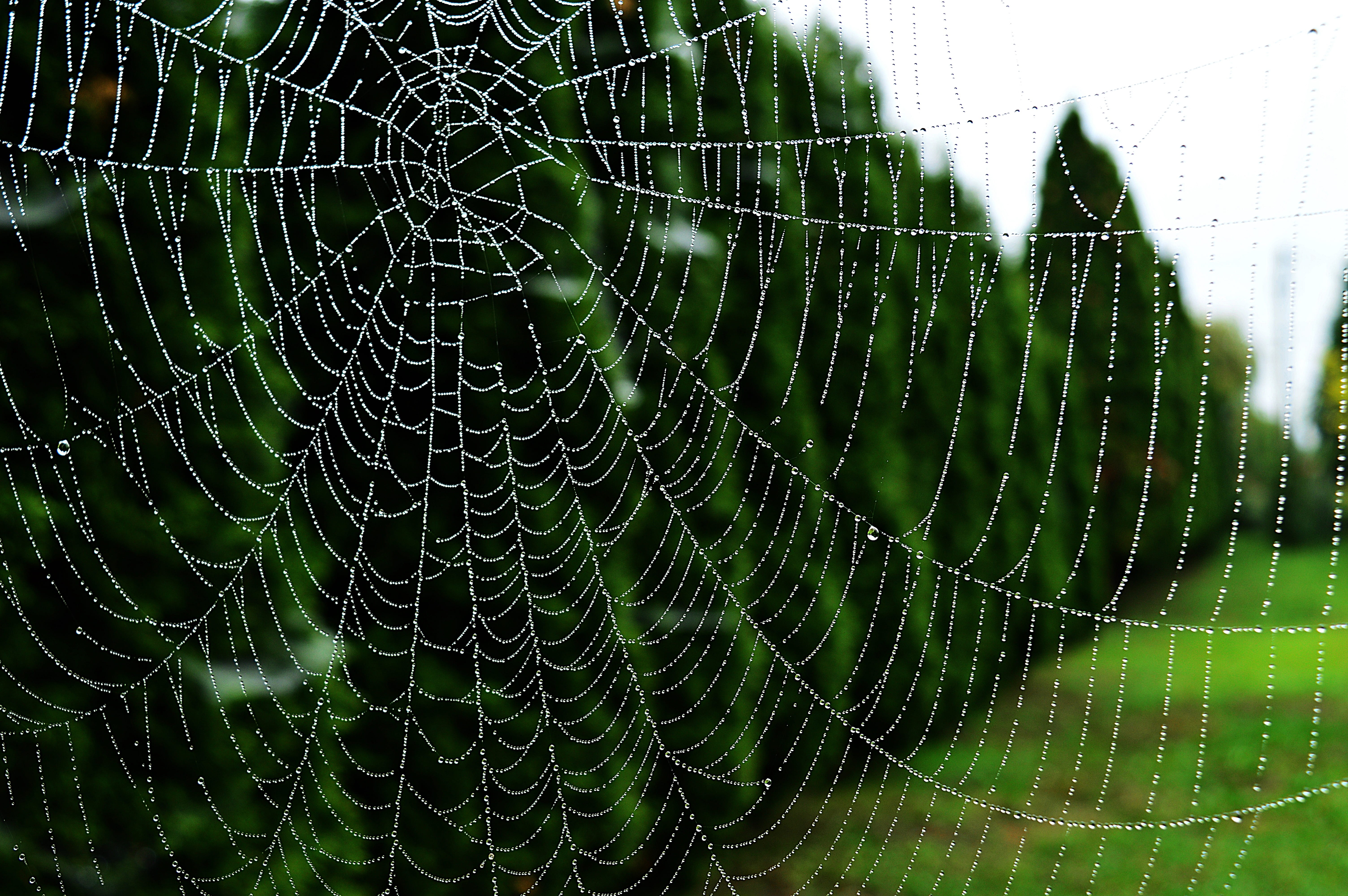 vulnerability, outdoors, nature, 5K, focus on foreground, spider, raindrop, complexity, beauty in nature, fragility, drops, dew drops, animal, web, no people, HD Wallpaper