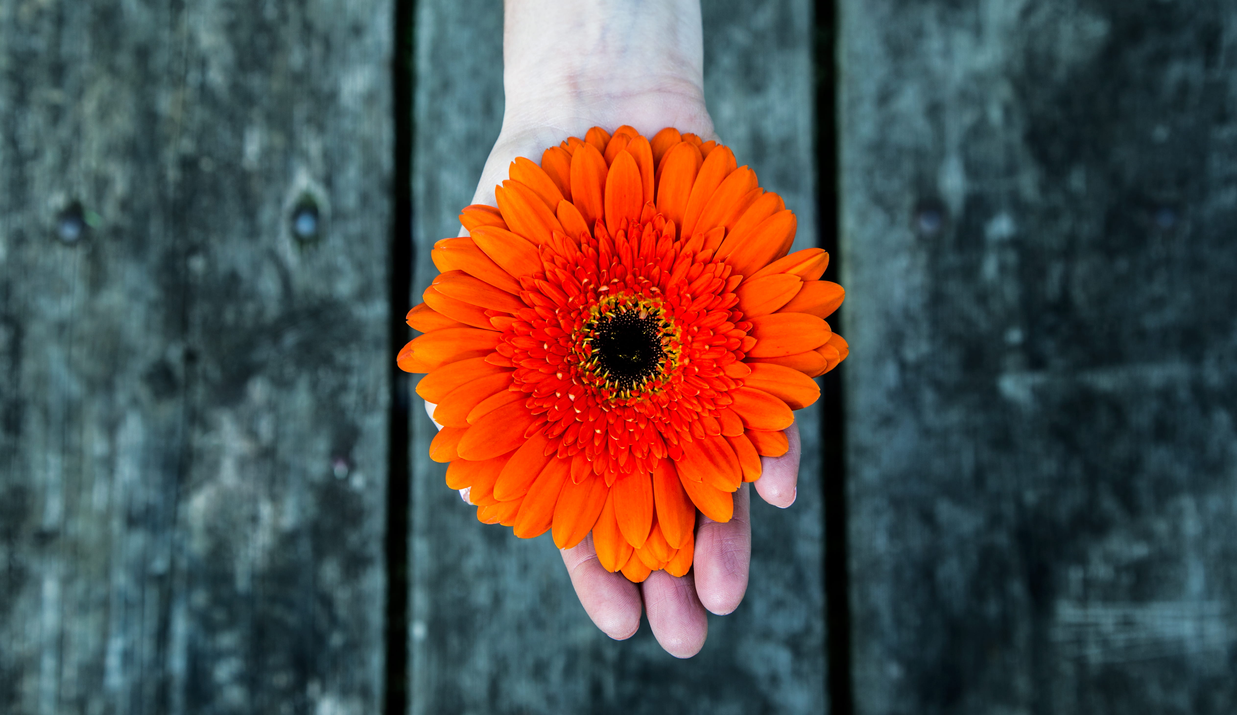flower hodling, pollen, inflorescence, fragility, flower head, person, outdoors, petal, wood - material, orange color, picked flower, wood, sunflower, plant, HD Wallpaper