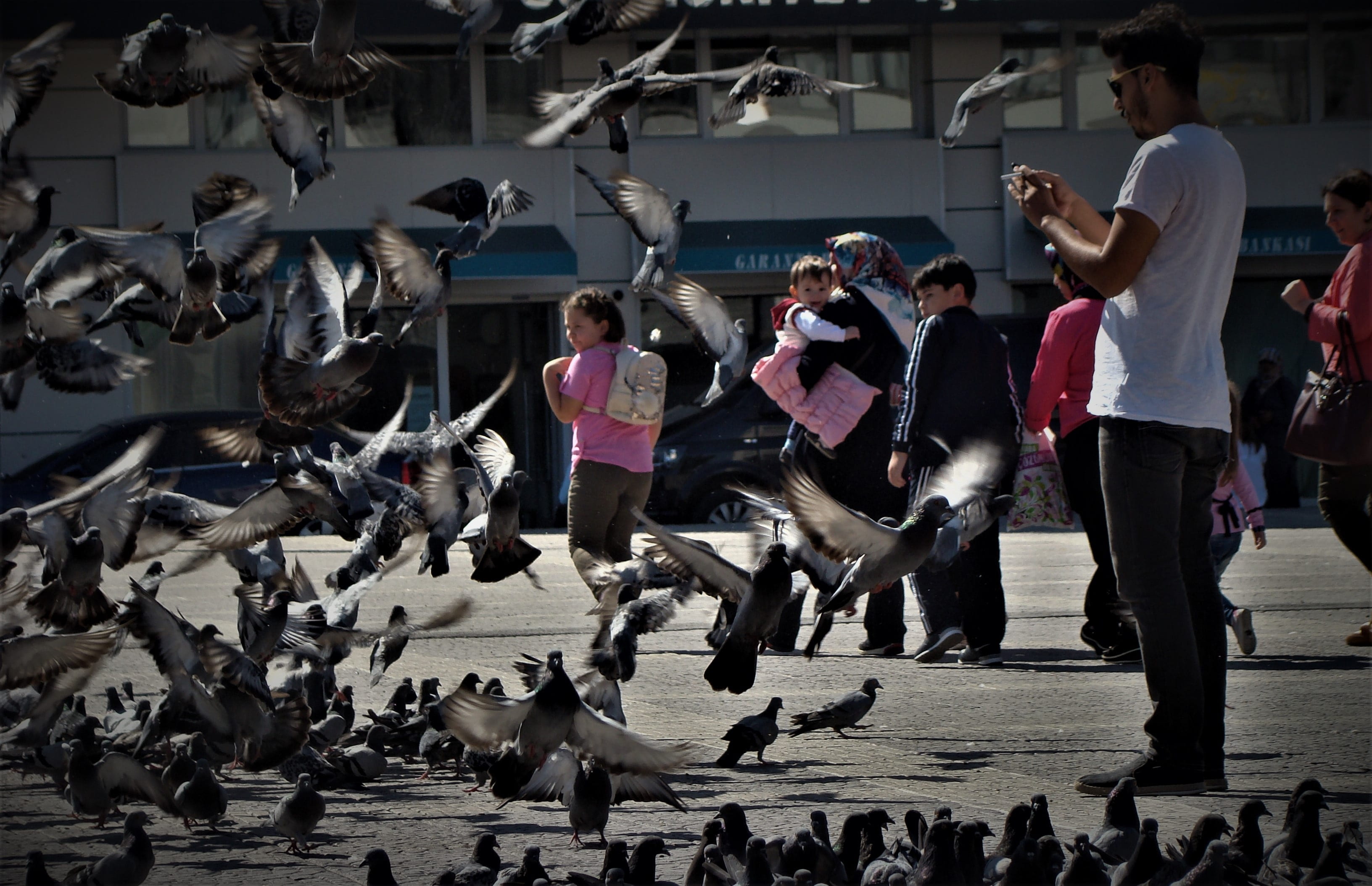 turkey, leisure activity, vertebrate, lifestyles, 2K, women, nature, adult, group of people, indoors, crowd, architecture, ks, bird, group of animals, HD Wallpaper