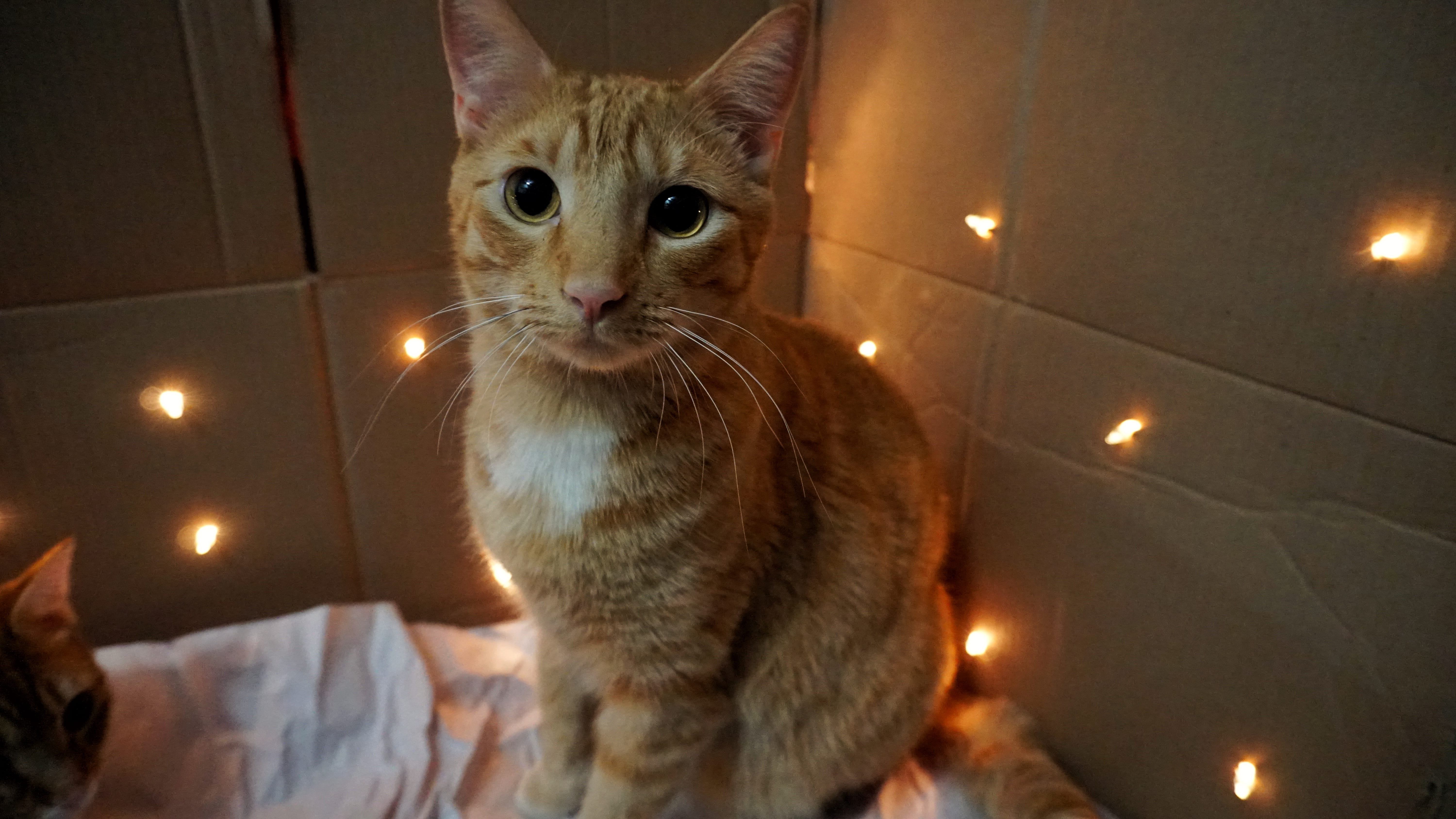 one animal, lights, domestic animals, wood, night, mammal, looking at camera, whisker, bed, abyssinian, fun, indoors, ks, domestic, home decor, flooring, HD Wallpaper