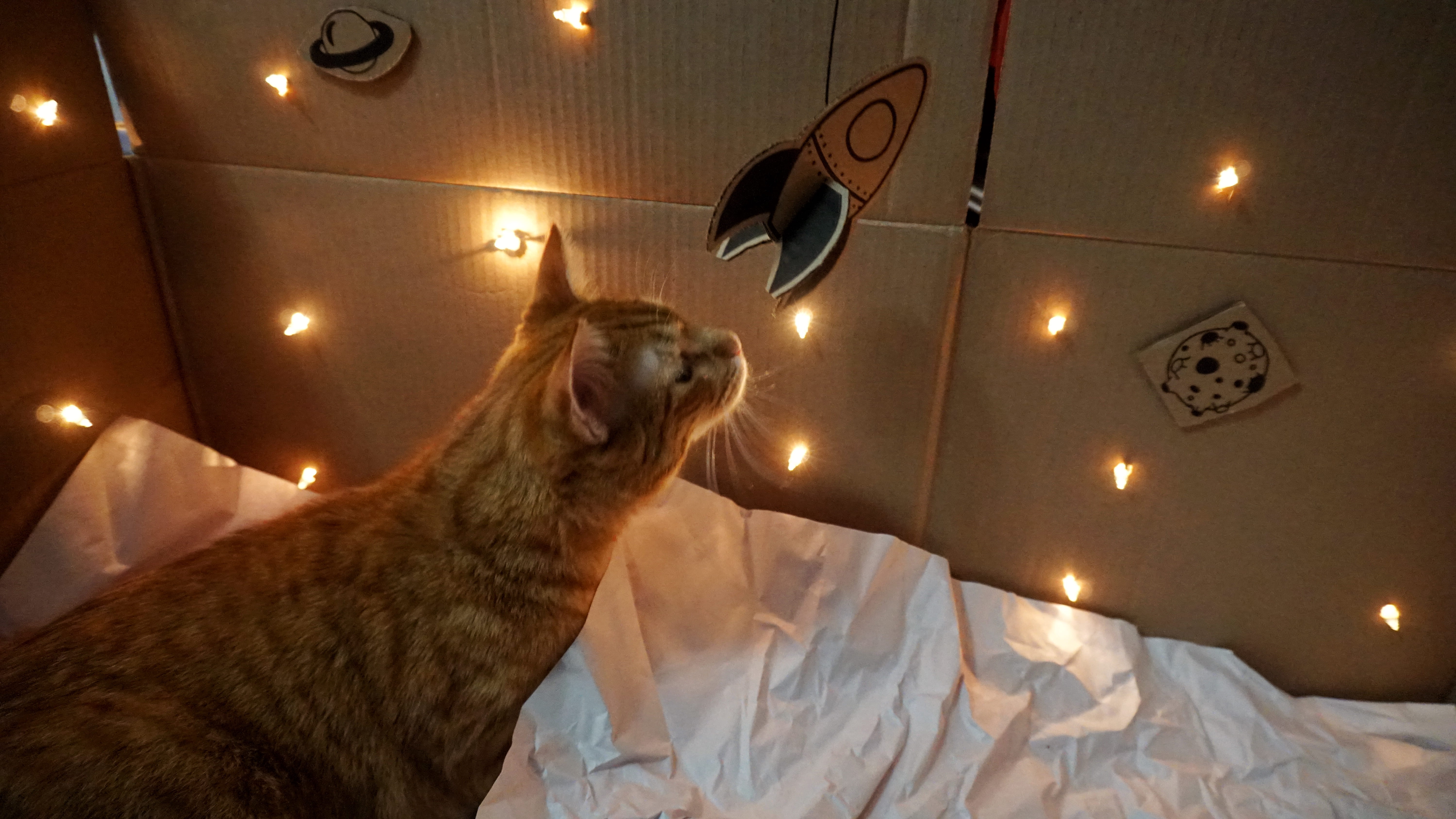 mammal, cushion, bed, domestic animals, canine, pets, animal, lighting equipment, fun, electric lamp, animal head, domestic, night, architecture, abyssinian, HD Wallpaper