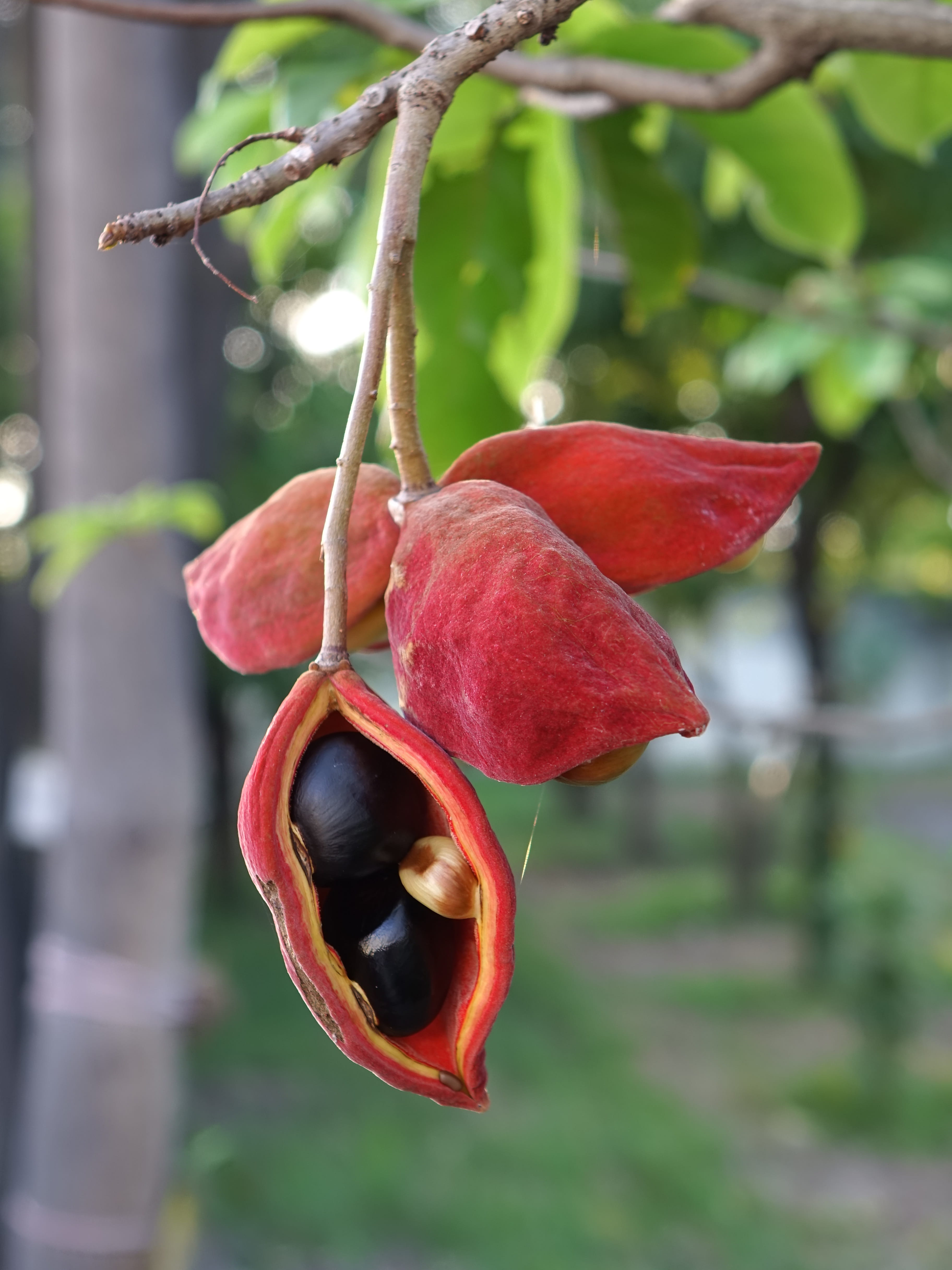 outdoors, freshness, pun, close-up, day, hanging, 4K, growth, wellbeing, seeds, focus on foreground, branch, fruit, plant, tree, clover fern po, fruit fact, Phone HD Wallpaper