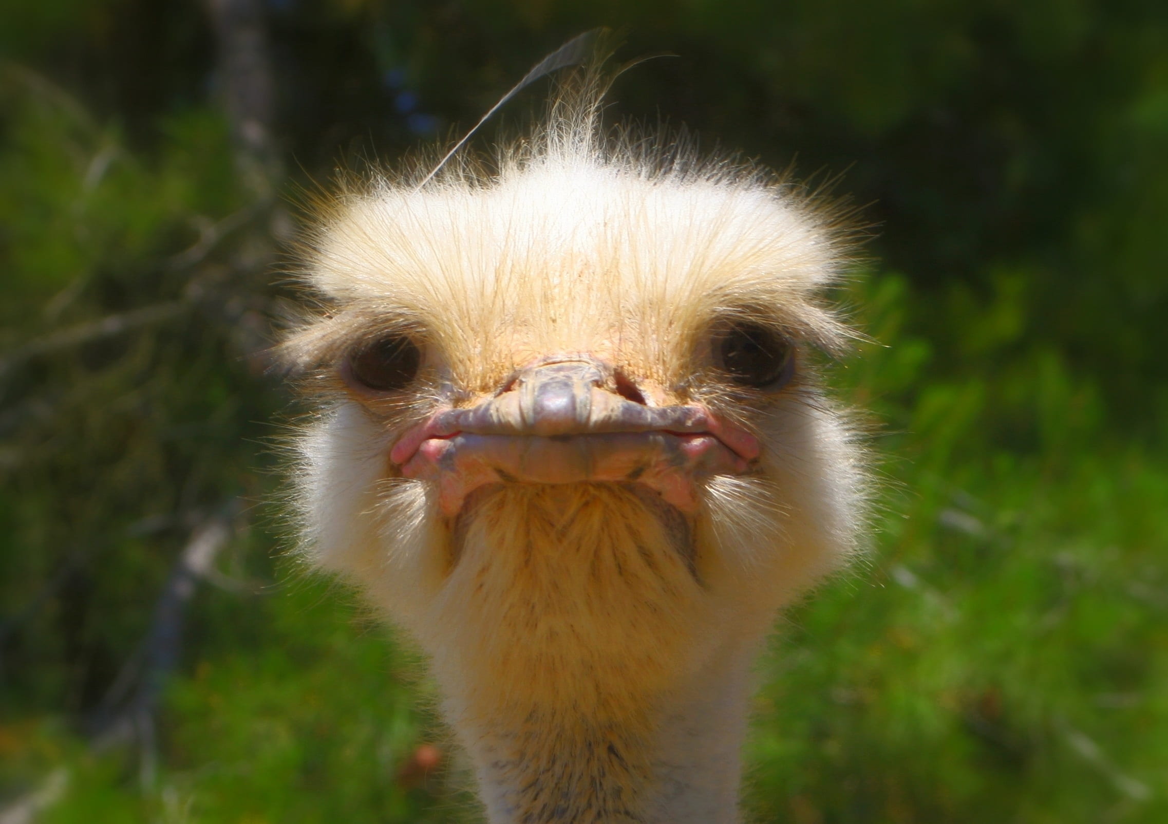 soul, animal body part, beak, no people, expression, focus on foreground, animal mouth, ostrich, unhappy, bird, bored, nature, crabby, head, outdoors, one, HD Wallpaper
