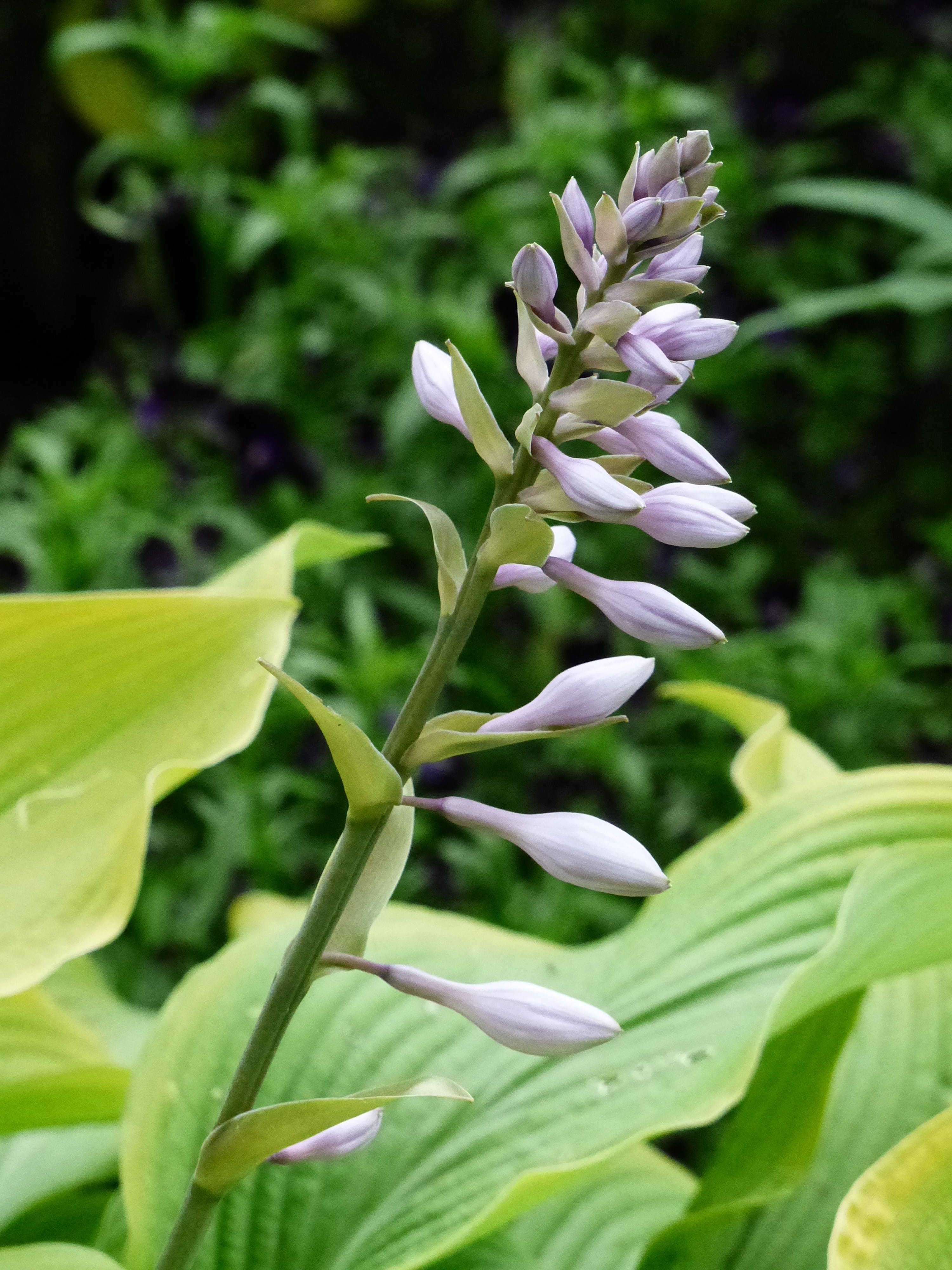 plant, purple, garden, freshness, no people, petal, selective focus, close-up, beauty in nature, growth, cough, stem, leaf, fragility, flowering plant, Phone HD Wallpaper