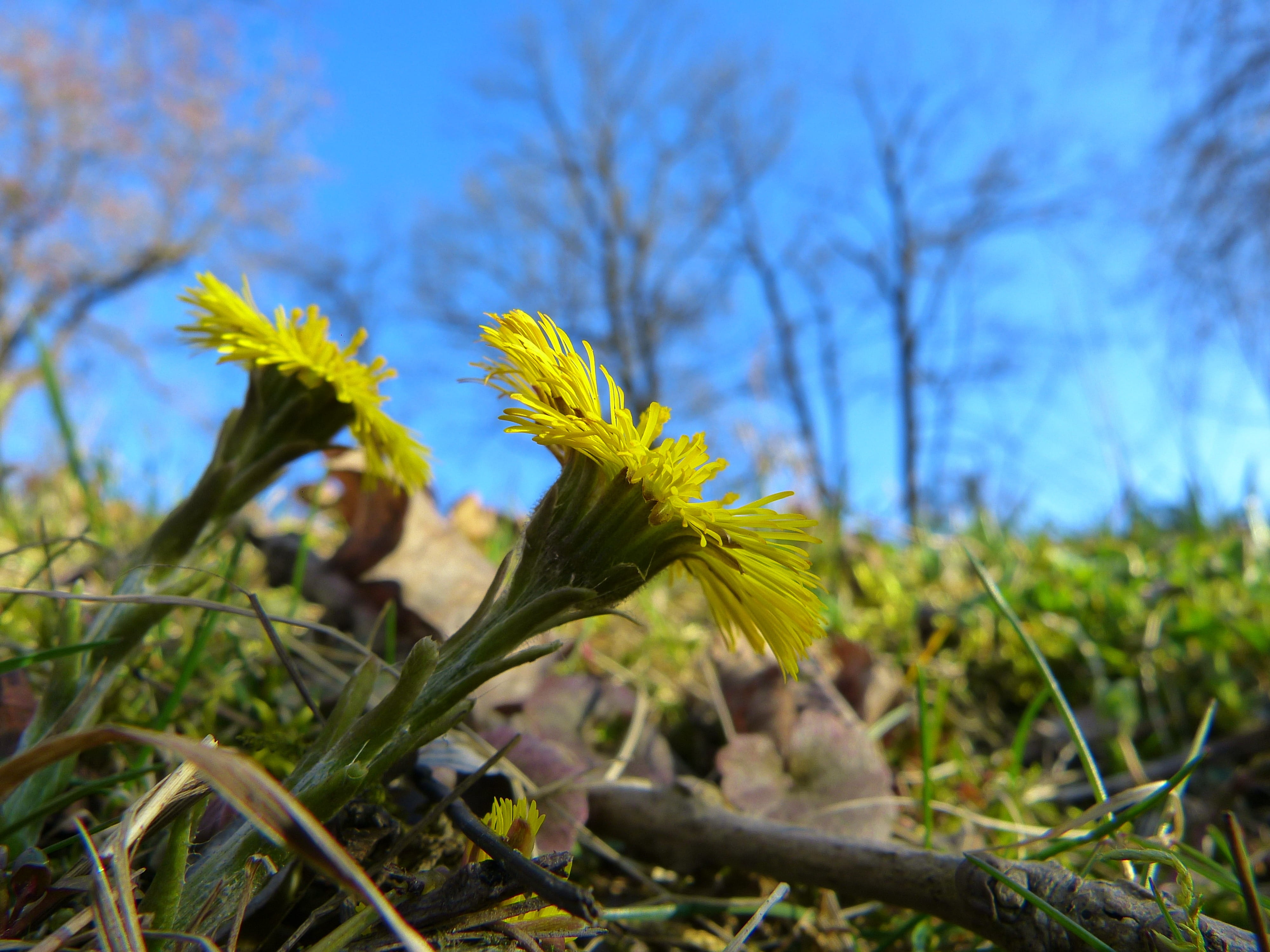 bloom, tranquility, Flower, selective focus, fragility, field, medicinal plant, outdoors, close-up, sky, 4K, cough medicines, Blossom, vulnerability, no people, HD Wallpaper