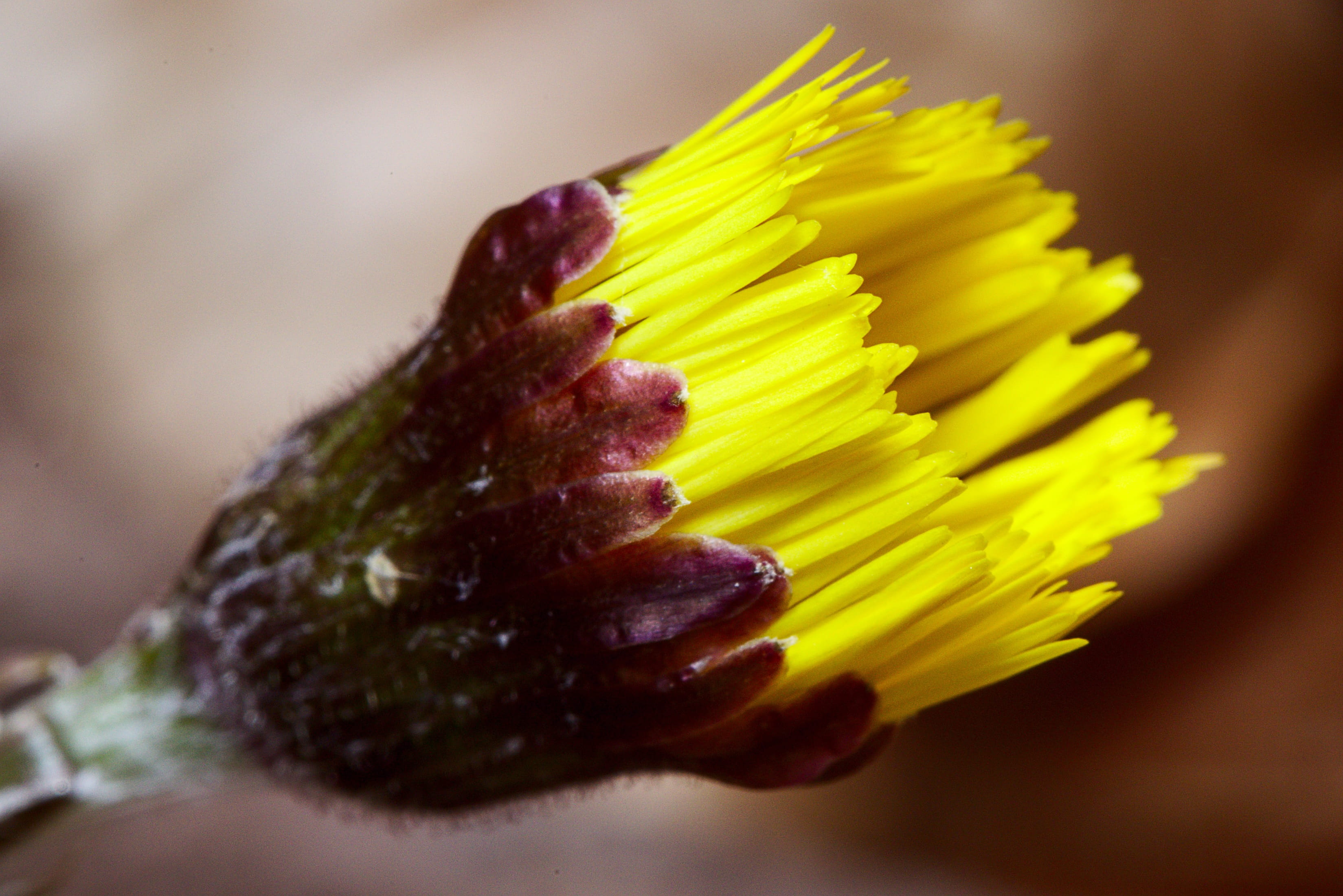 tussilago farfara, blossom, vulnerability, forest, nature, growth, medicinal plant, purple, petal, bloom, pointed flower, food, flower head, close up, plant, HD Wallpaper