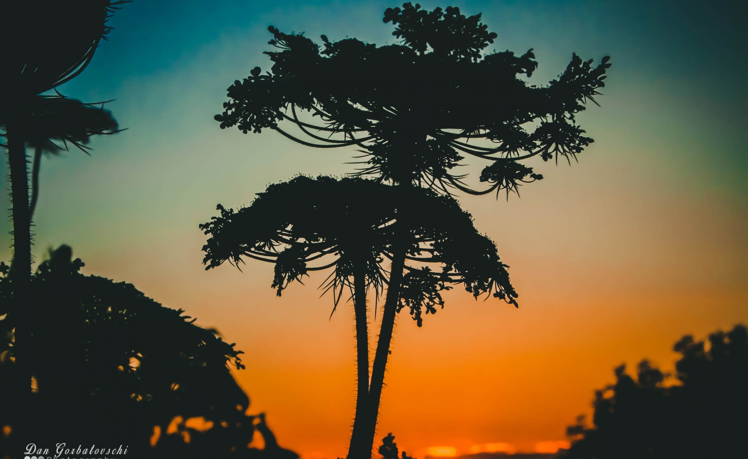 low angle view, no people, tranquil scene, cough, outdoors, palm tree, 2K, non-urban scene, focus on foreground, scenics - nature, growth, Nature, syrup, HD Wallpaper