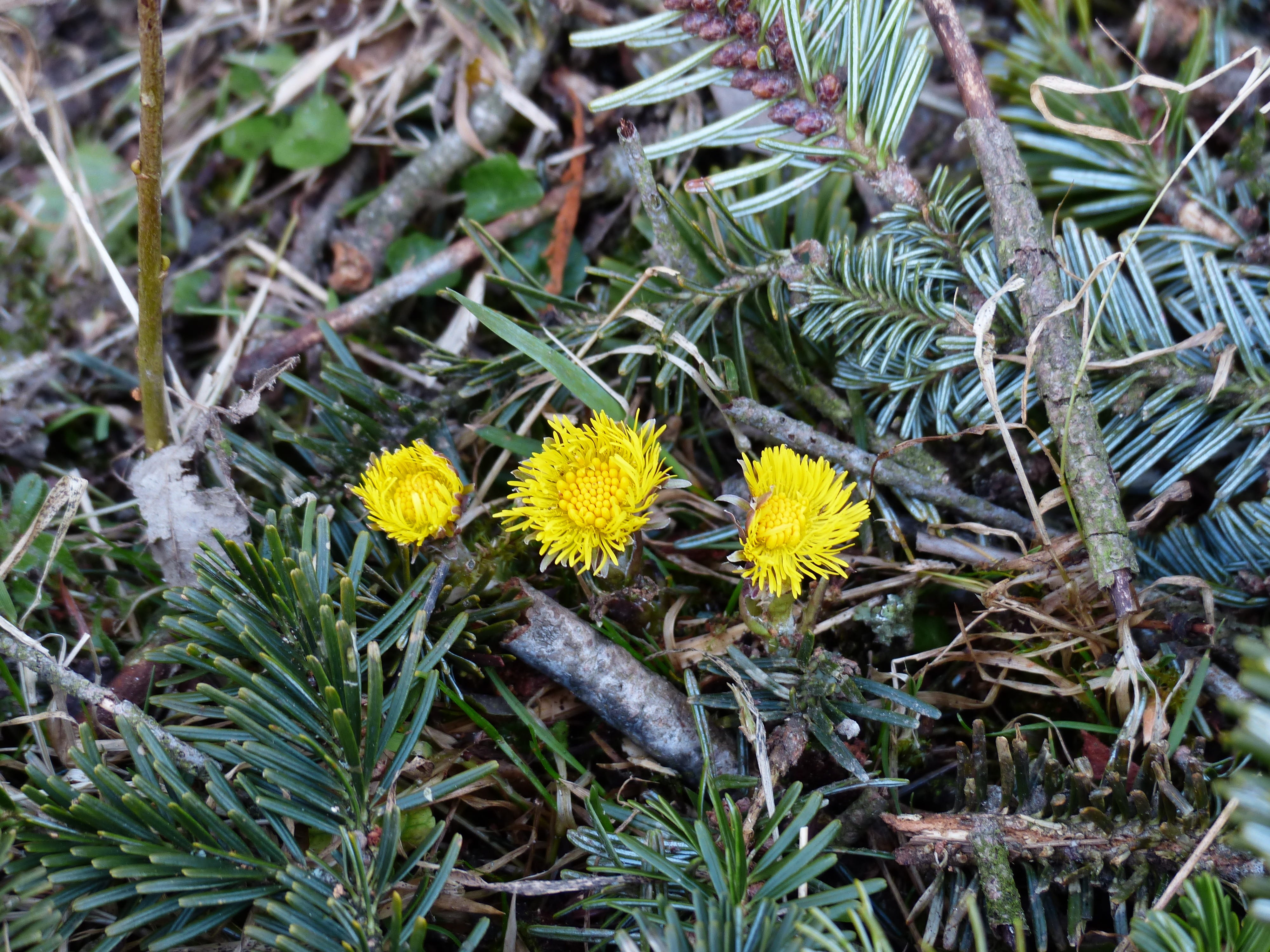 Flower, 4K, early bloomer, petal, field, inflorescence, no people, vulnerability, holly, beauty in nature, forest floor, asteraceae, green color, medicinal plant, HD Wallpaper