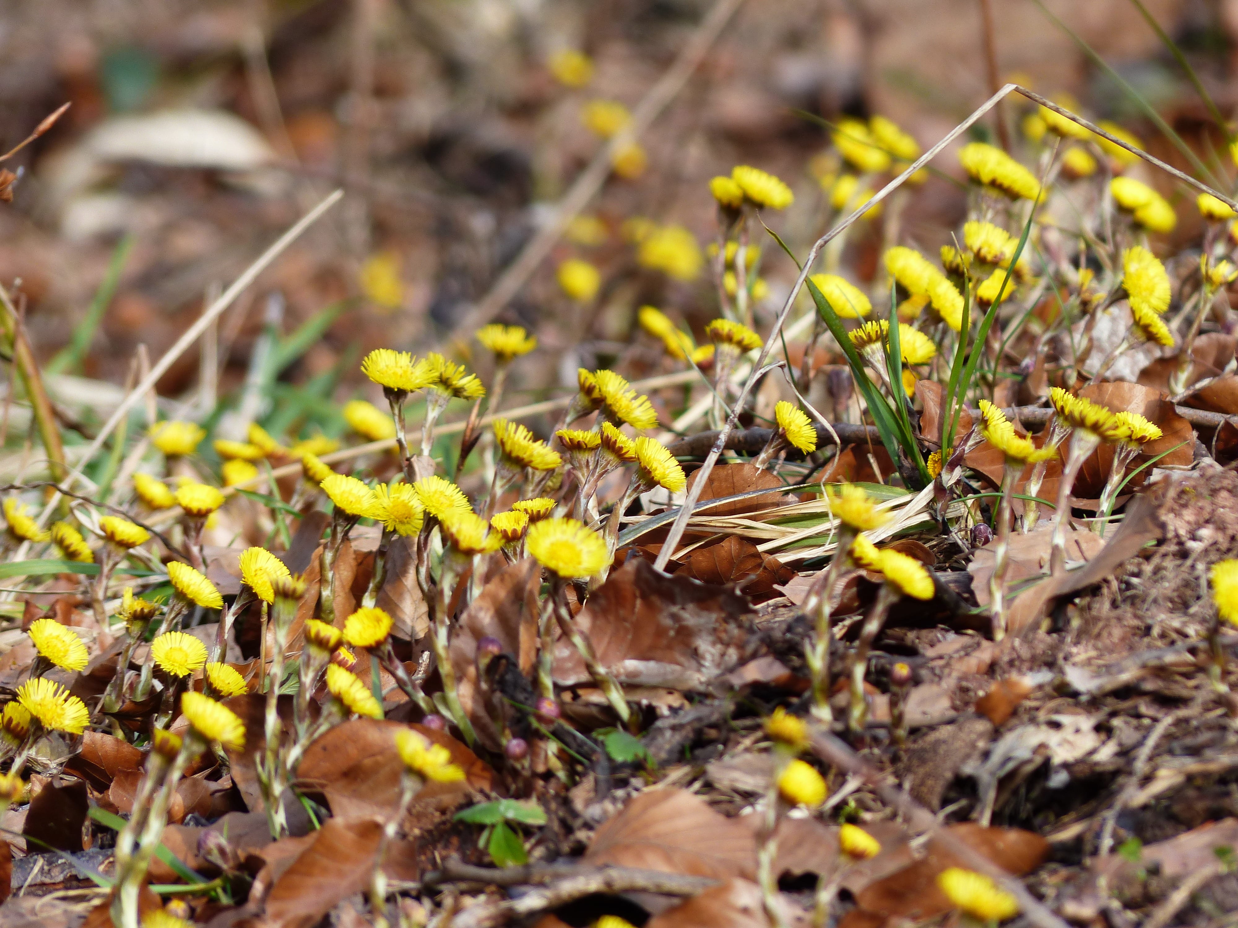 leaves, leaf, vulnerability, plant part, sunlight, falling, close-up, day, beginnings, Tussilago Farfara, change, tussilago, early bloomer, cough medicines, HD Wallpaper