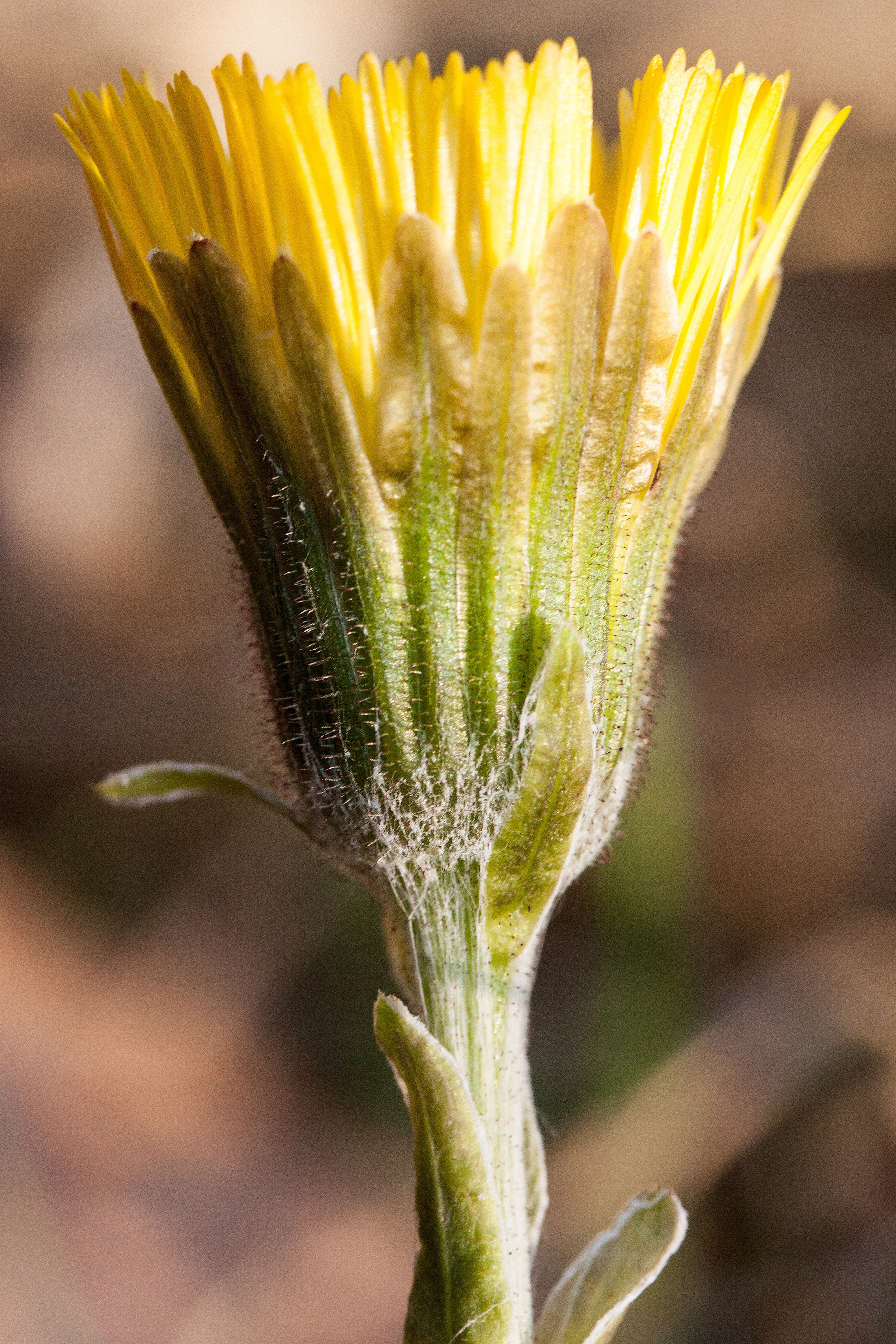 early bloomer, blossom, focus on foreground, composites, green color, cough medicines, beginnings, growth, selective focus, day, food and drink, Tussilago Farfara, Phone HD Wallpaper