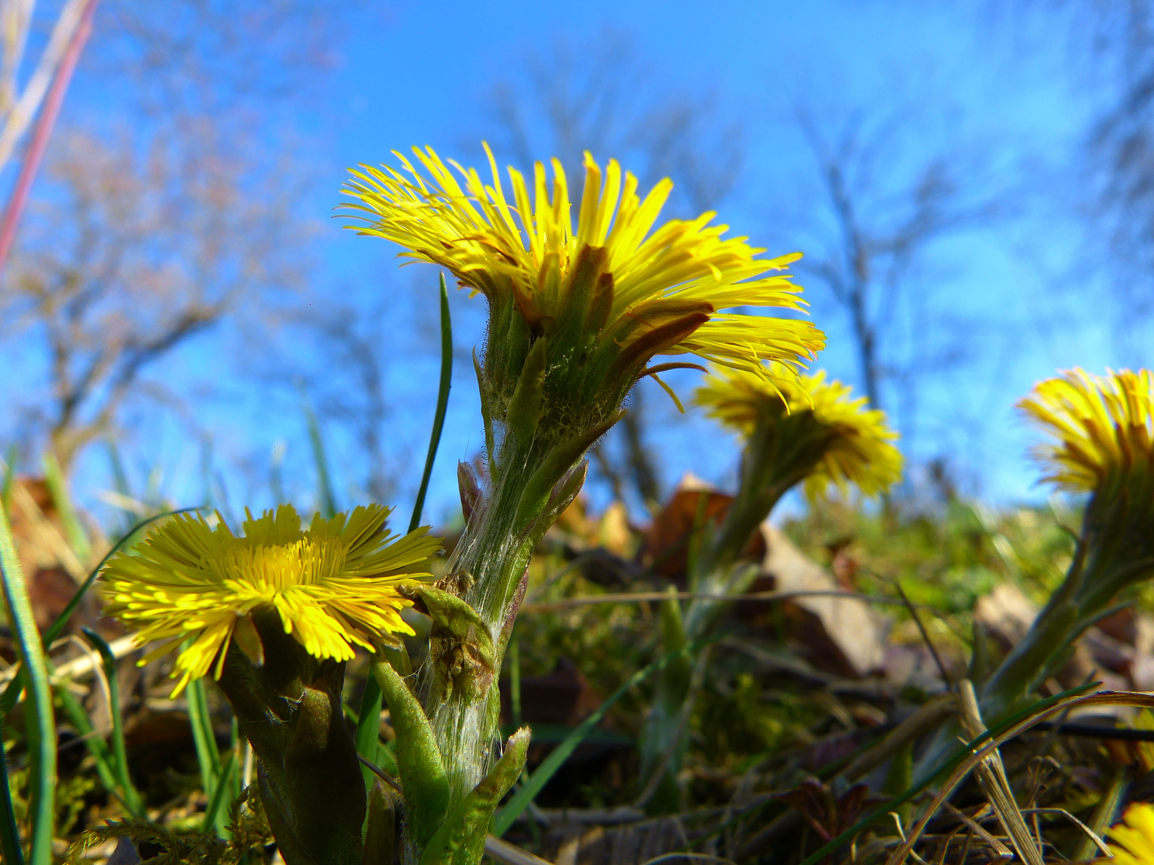 Tussilago Farfara, cough medicines, plant, Flower, 4K, vulnerability, yellow, sunflower, springtime, flower head, growth, bloom, outdoors, sky, close-up, HD Wallpaper