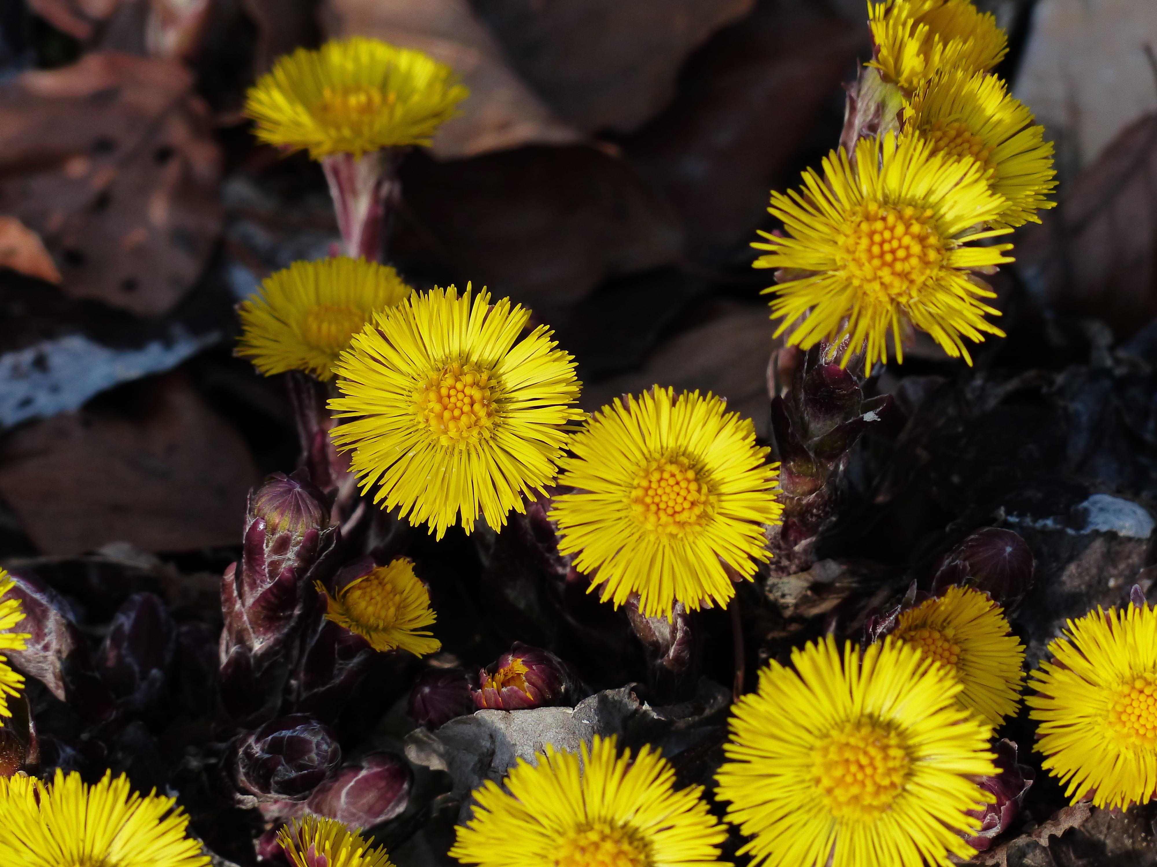 blossom, bloom, flower, 4K, flower head, medicinal plant, early bloomer, composites, nature, freshness, tussilago, asteraceae, vulnerability, no people, HD Wallpaper