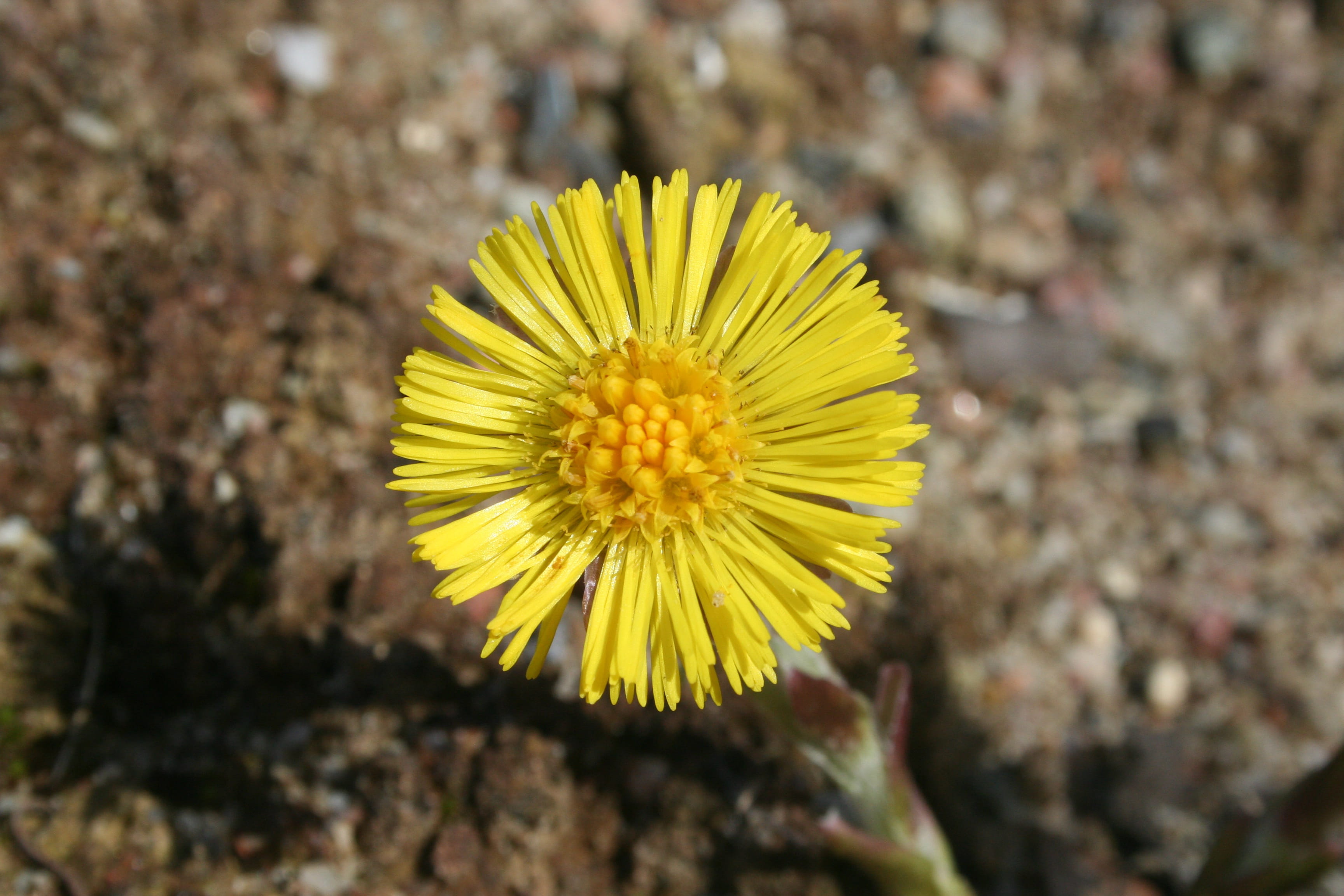 beauty in nature, plant, flower head, 2K, outdoors, medicinal herbs, concentric, pollen, medicinal plants, fragility, yellow, no people, flowering plant, HD Wallpaper