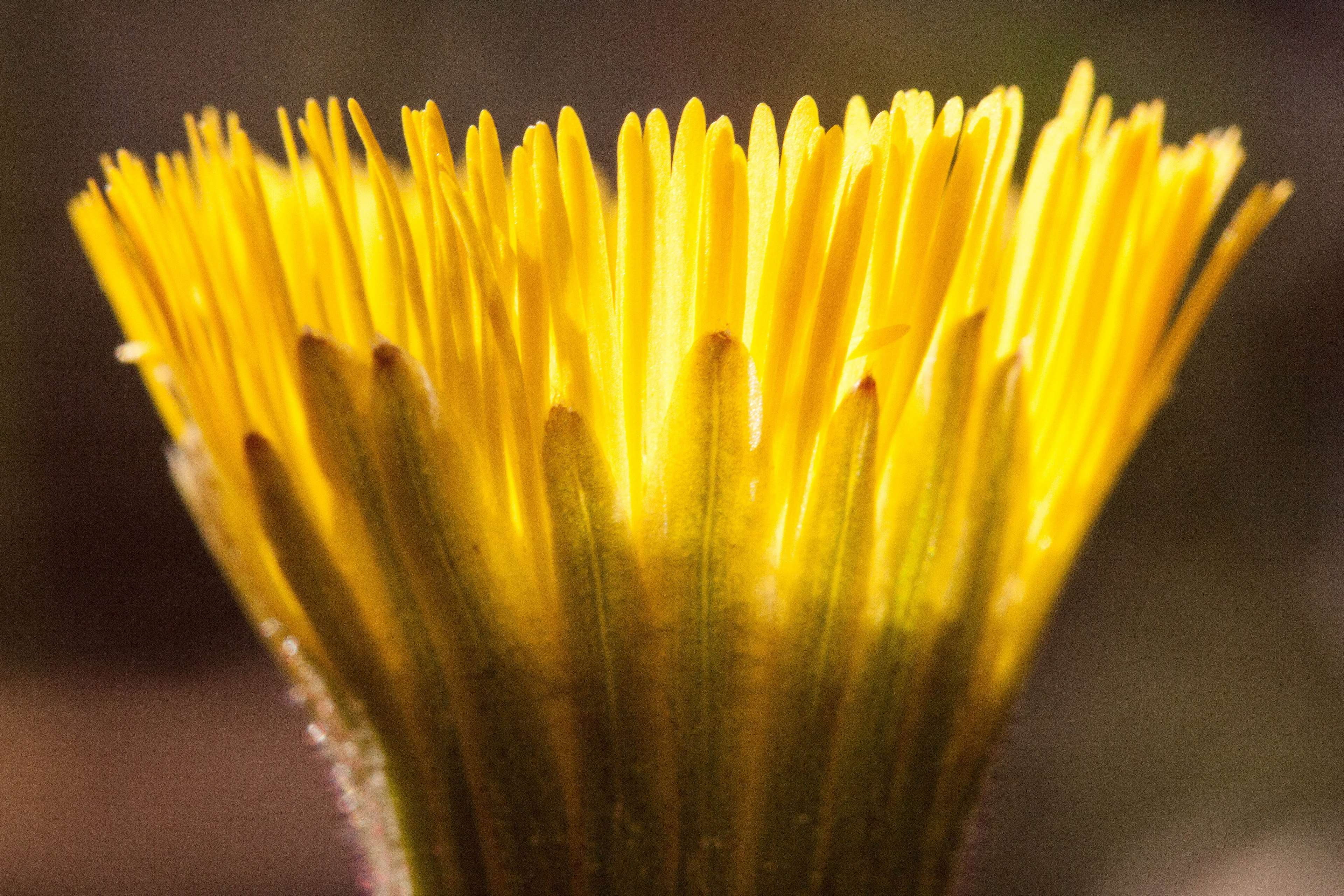 tussilago farfara, plant, spaghetti, macro, composites, medicinal plant, selective focus, spring flower, fragility, beauty in nature, yellow, growth, 4K, HD Wallpaper