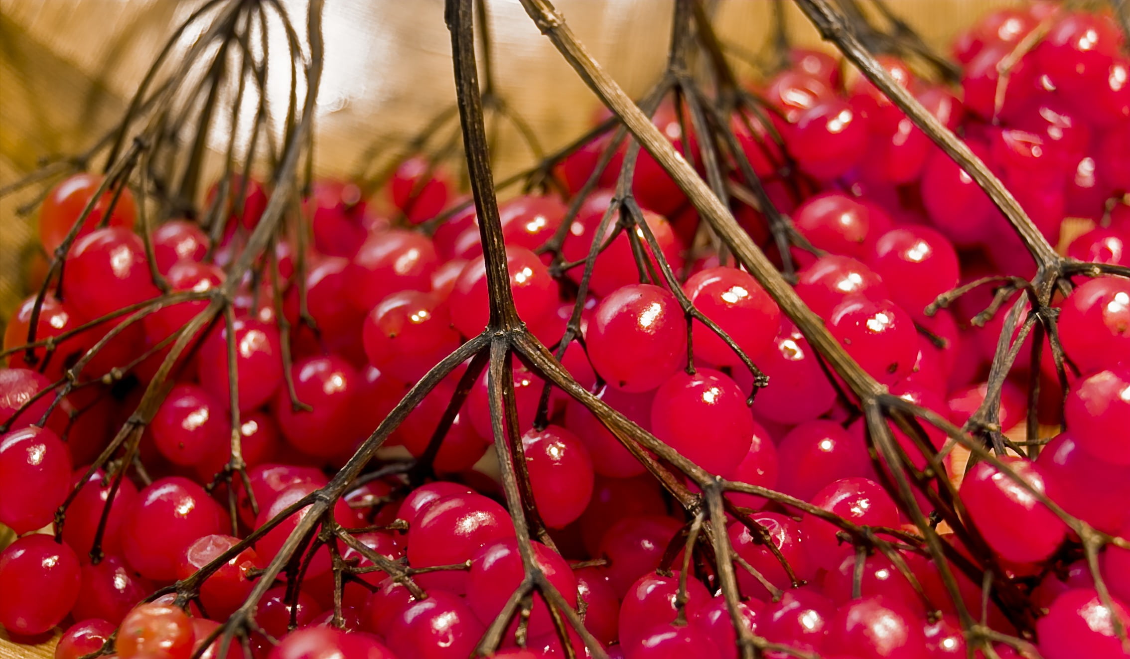 snowball berry, no people, food and drink, abundance, selective focus, plant, rowanberries, fruit, food, large group of objects, winter berries, tree, plant stem, HD Wallpaper
