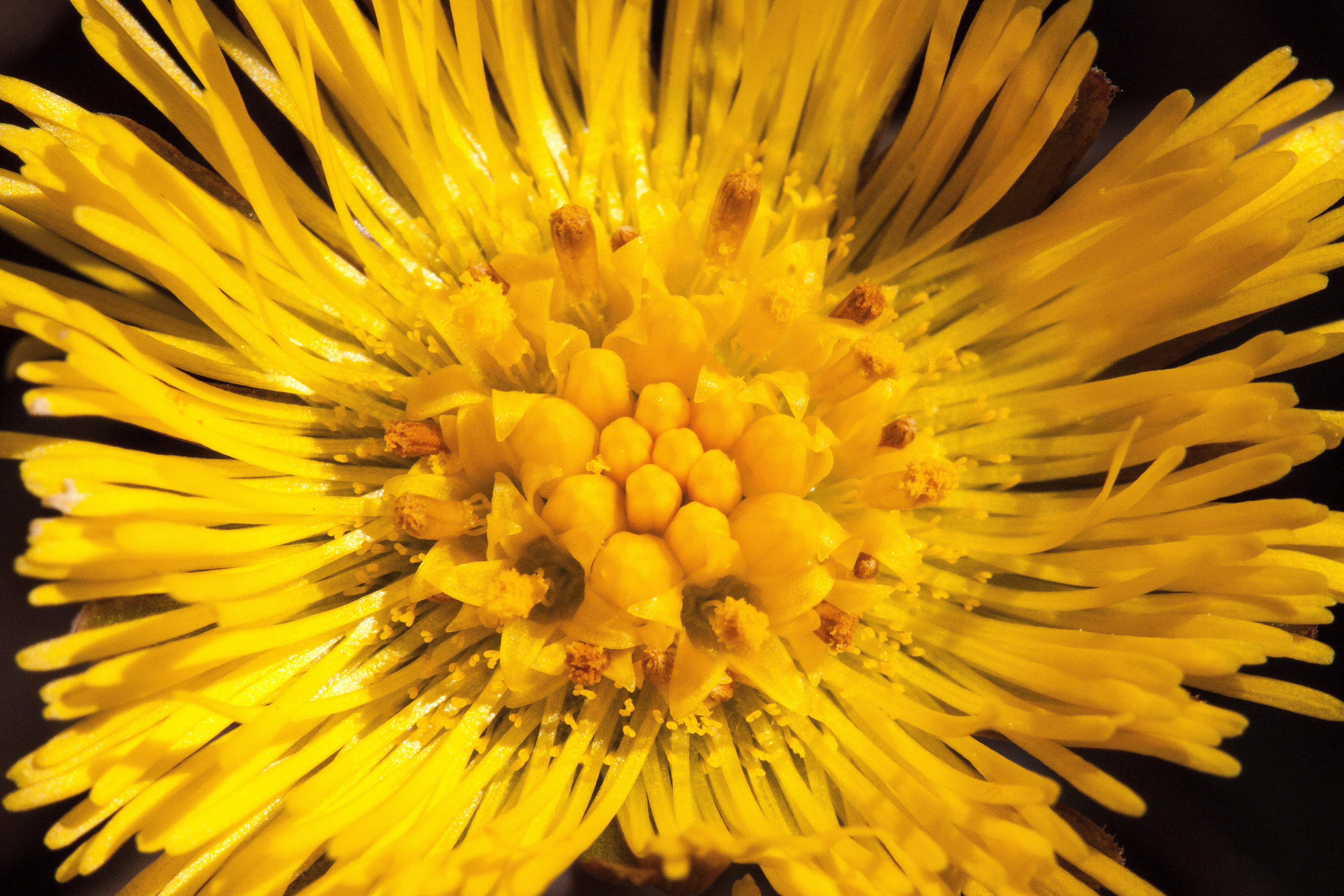flower arrangement, flower head, growth, pollen, full frame, close-up, black background, inflorescence, spring, backgrounds, tussilago, tussilago farfara, HD Wallpaper
