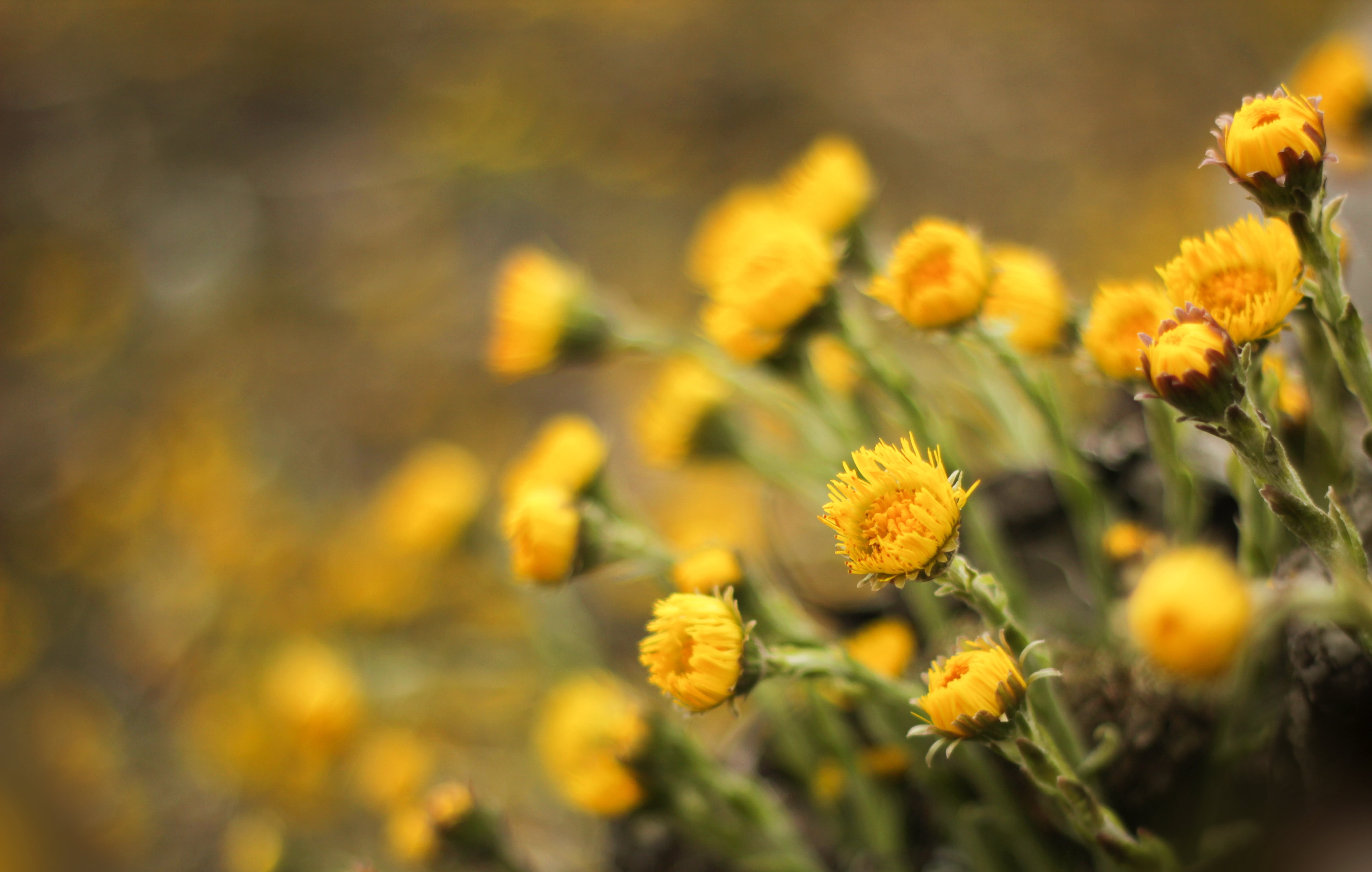 nature, field, beauty in nature, close, tussilago farfara, cough medicines, springtime flowers, spring, flowers, freshness, no people, close-up, vulnerability, HD Wallpaper