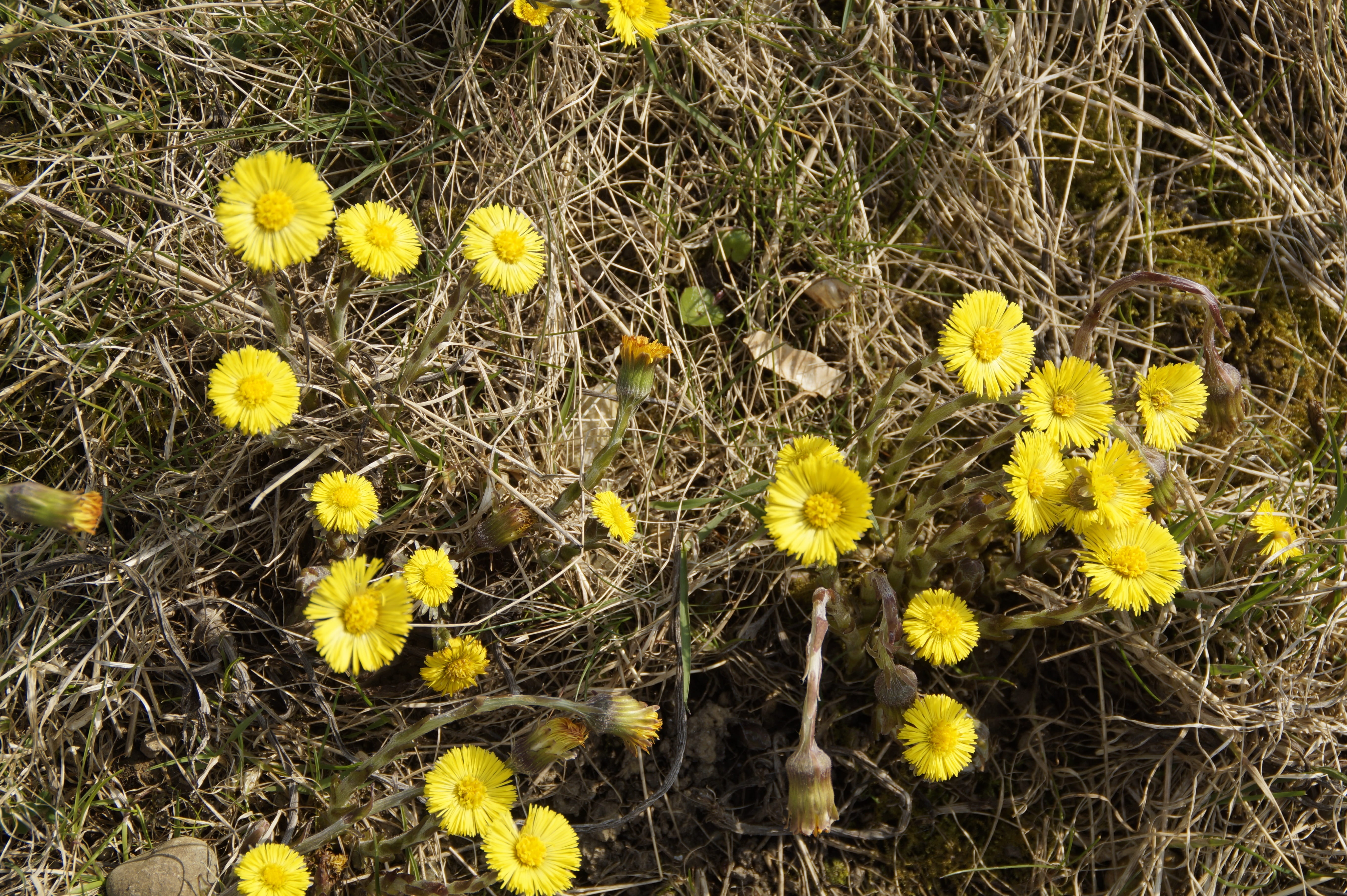 early bloomer, yellow flowers, Spring, flowers, Cough, inflorescence, close-up, flower head, field, wild flower, fragility, spring flower, medicinal plant, HD Wallpaper