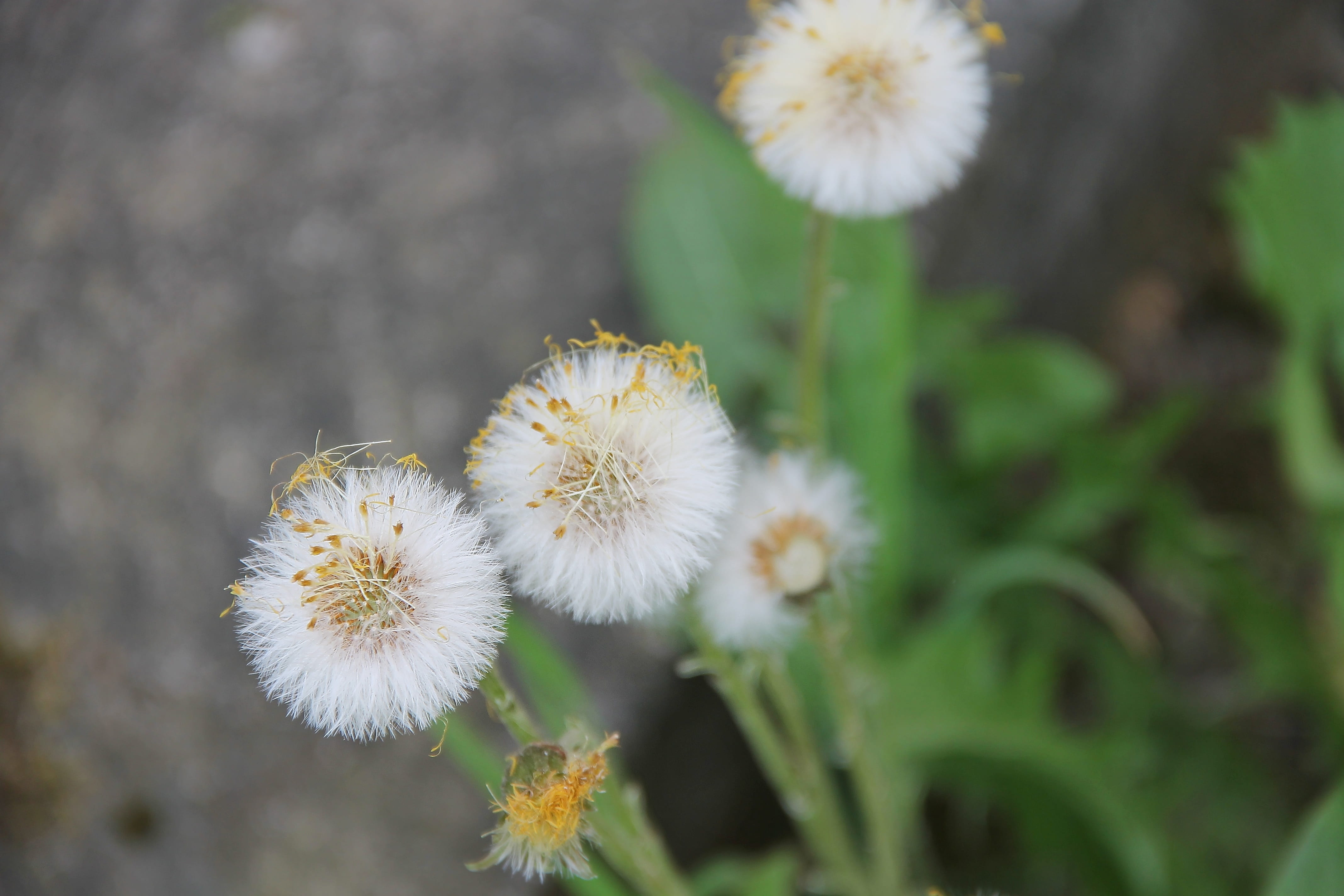 medicinal products, growth, springtime, 4K, umbrella, freshness, outdoors, medicinal plant, faded, pointed flower, flower head, hoarseness, medical, selective focus, HD Wallpaper