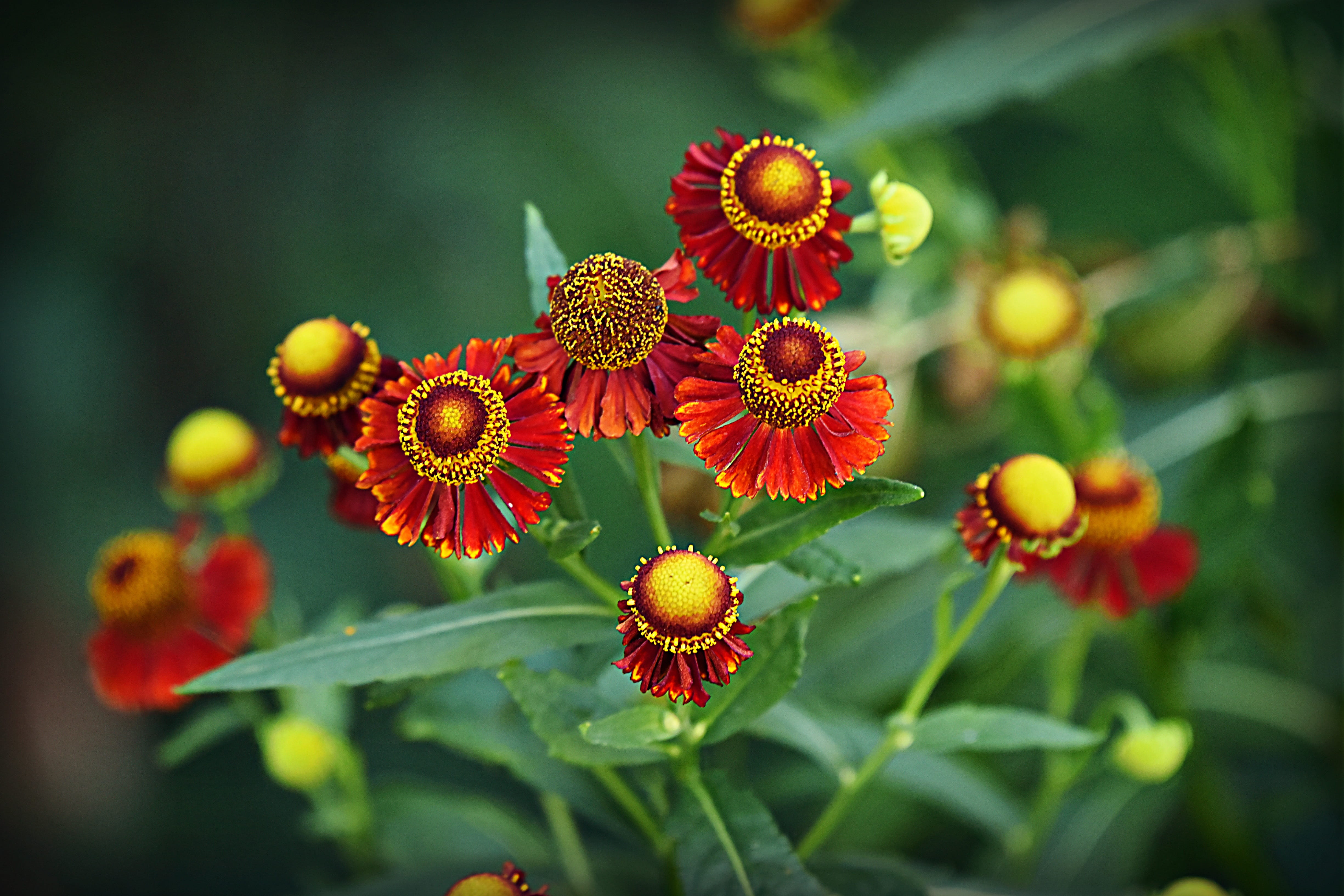 flower, plant, bloom, leaf, helenium hybrid, freshness, beauty in nature, fragility, garden, no people, sneeze weed, 4K, day, growth, petal, green color, HD Wallpaper