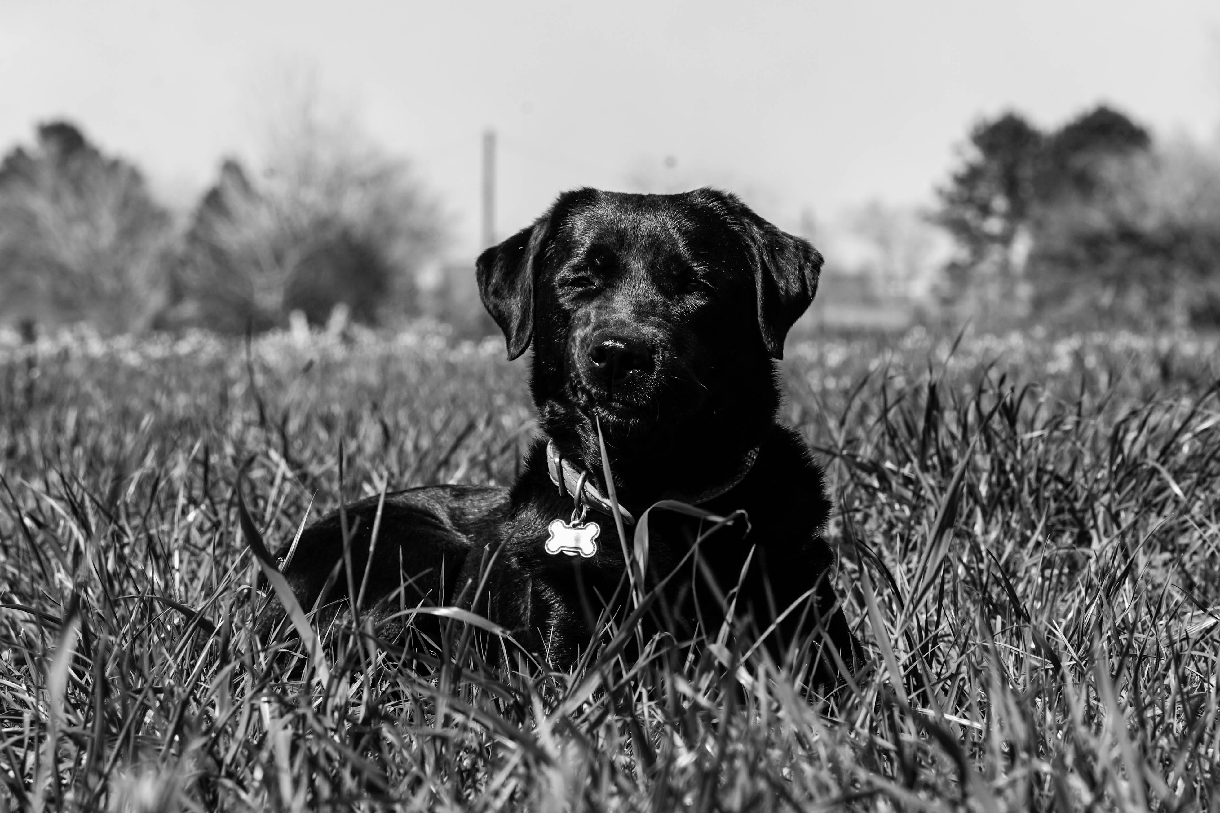 land, pets, no people, field, outdoors, sunshine, looking at camera, day, animal themes, 4K, portrait, canine, vertebrate, plant, mammal, domestic animals, HD Wallpaper