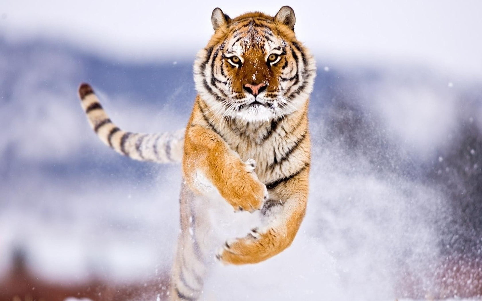 big cat, animal head, snowing, feline, animals in the wild, animal themes, no people, snow, winter, one animal, 720P, jumping, animals, outdoors, nature, HD Wallpaper