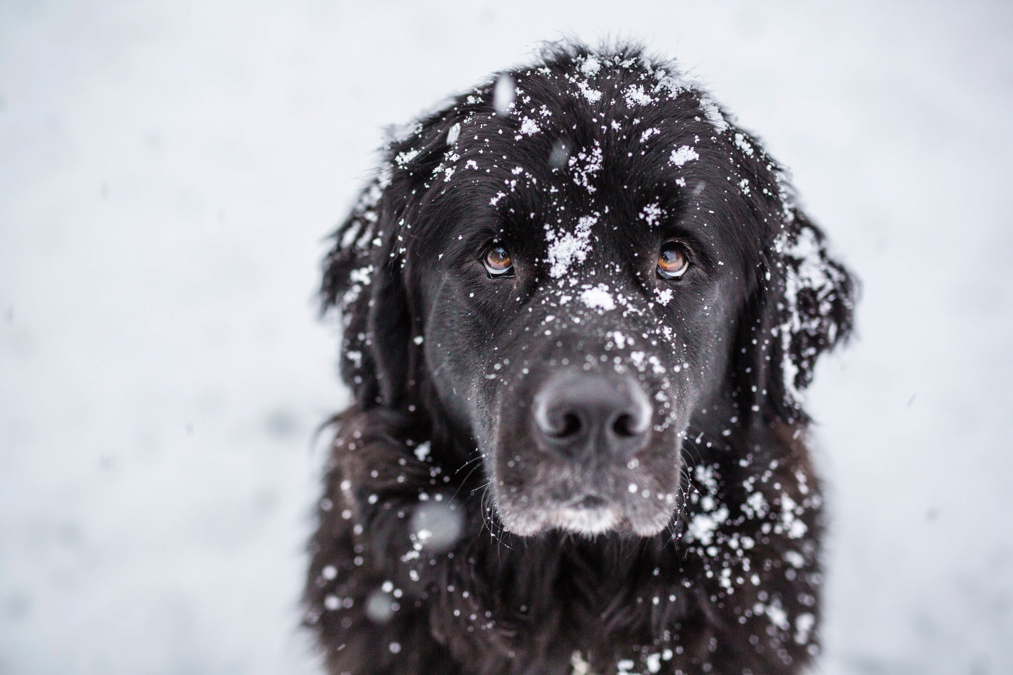 animal, animals, focus on foreground, pets, nature, snowing, animal themes, 1080P, winter, animal head, outdoors, one animal, domestic, looking at camera, HD Wallpaper