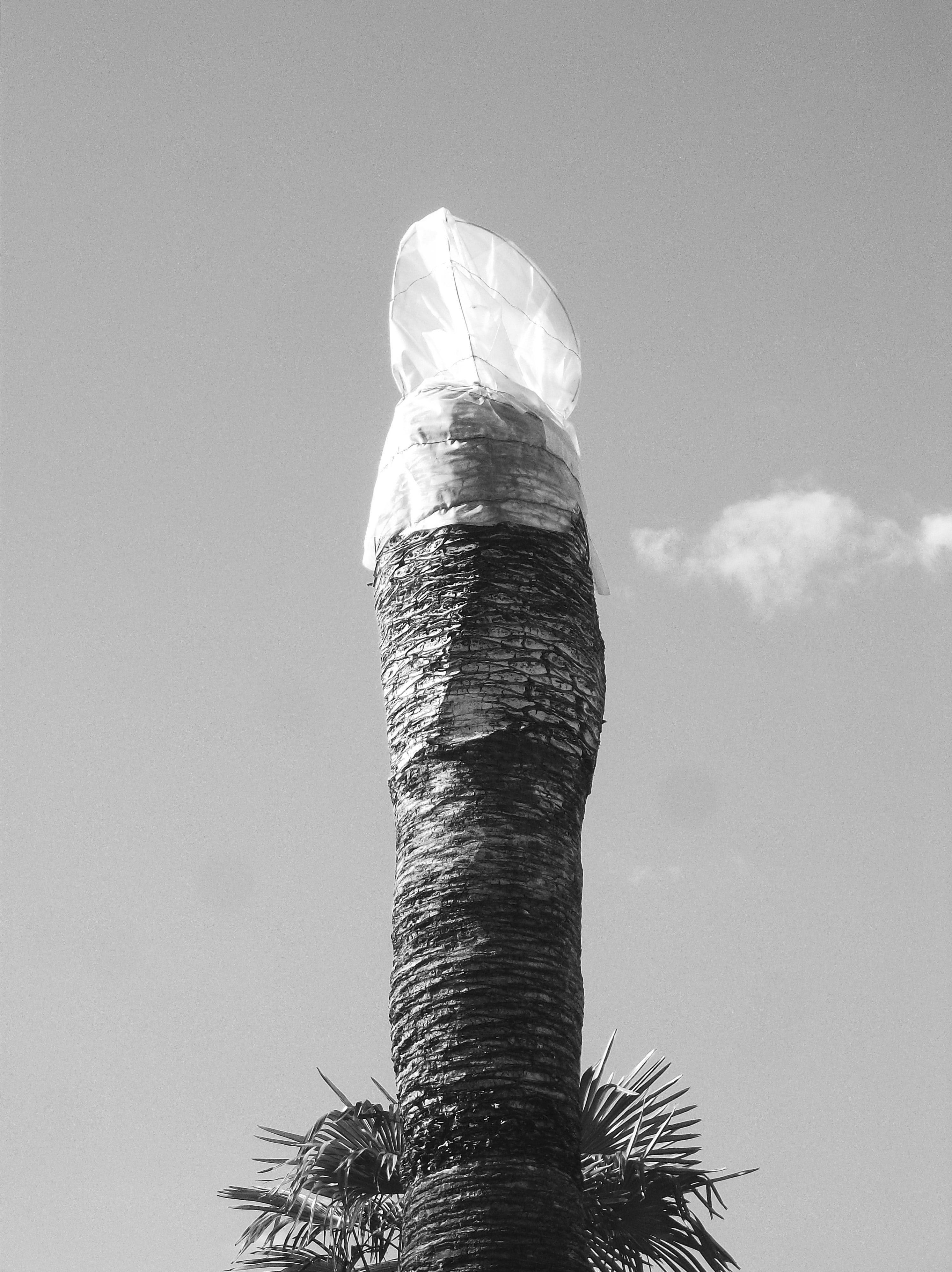 tree trunk, plant, outdoors, nature, clear sky, bnnrrb, palm tree, sunlight, day, medicament, scenics - nature, palma, palm leaf, beauty in nature, tree, Phone HD Wallpaper
