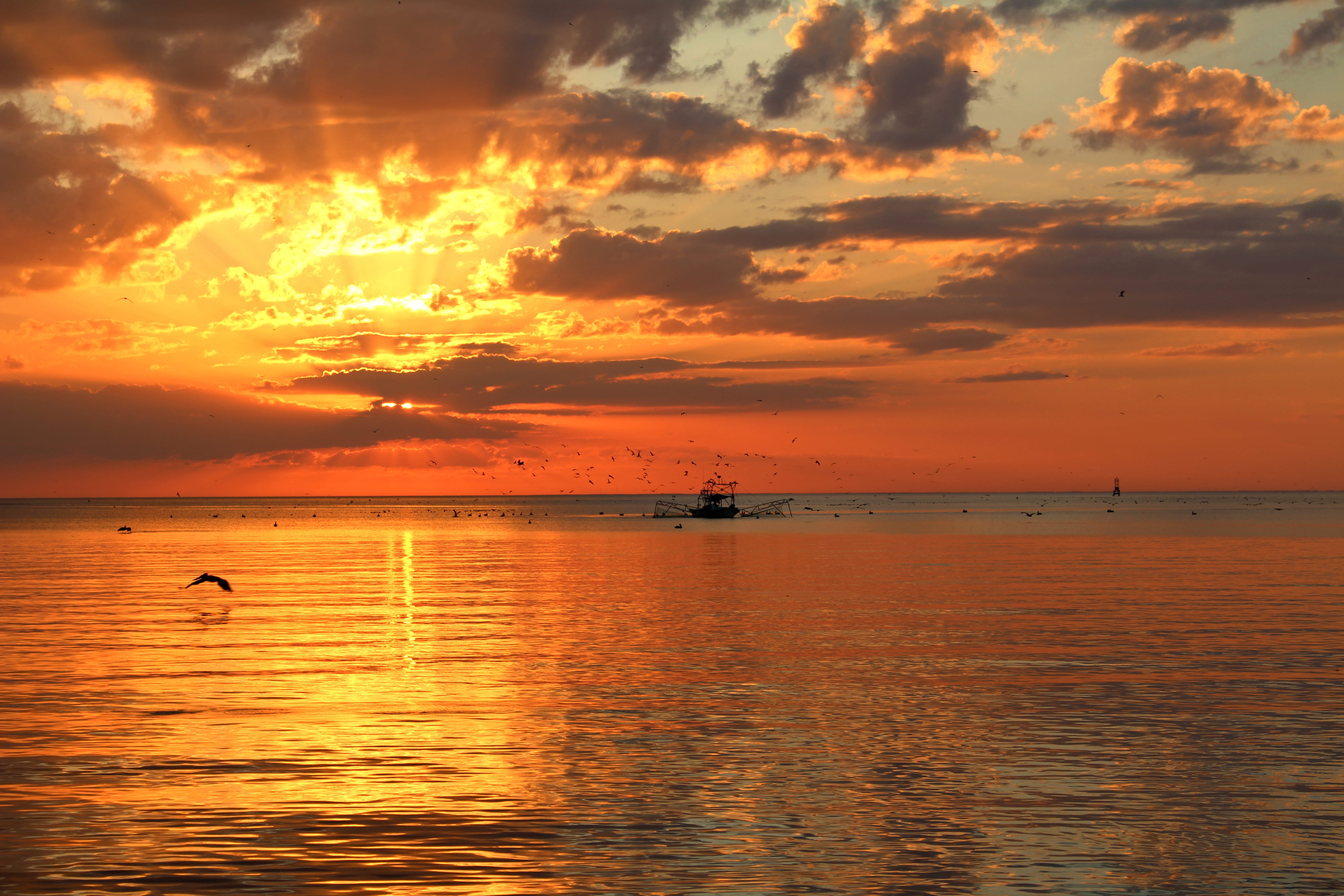 bird, water, reflection, sun, bay, ocean fishing, fishing boat, mobile bay, orange color, scenics - nature, 5K, tranquil scene, cloud - sky, no people, HD Wallpaper