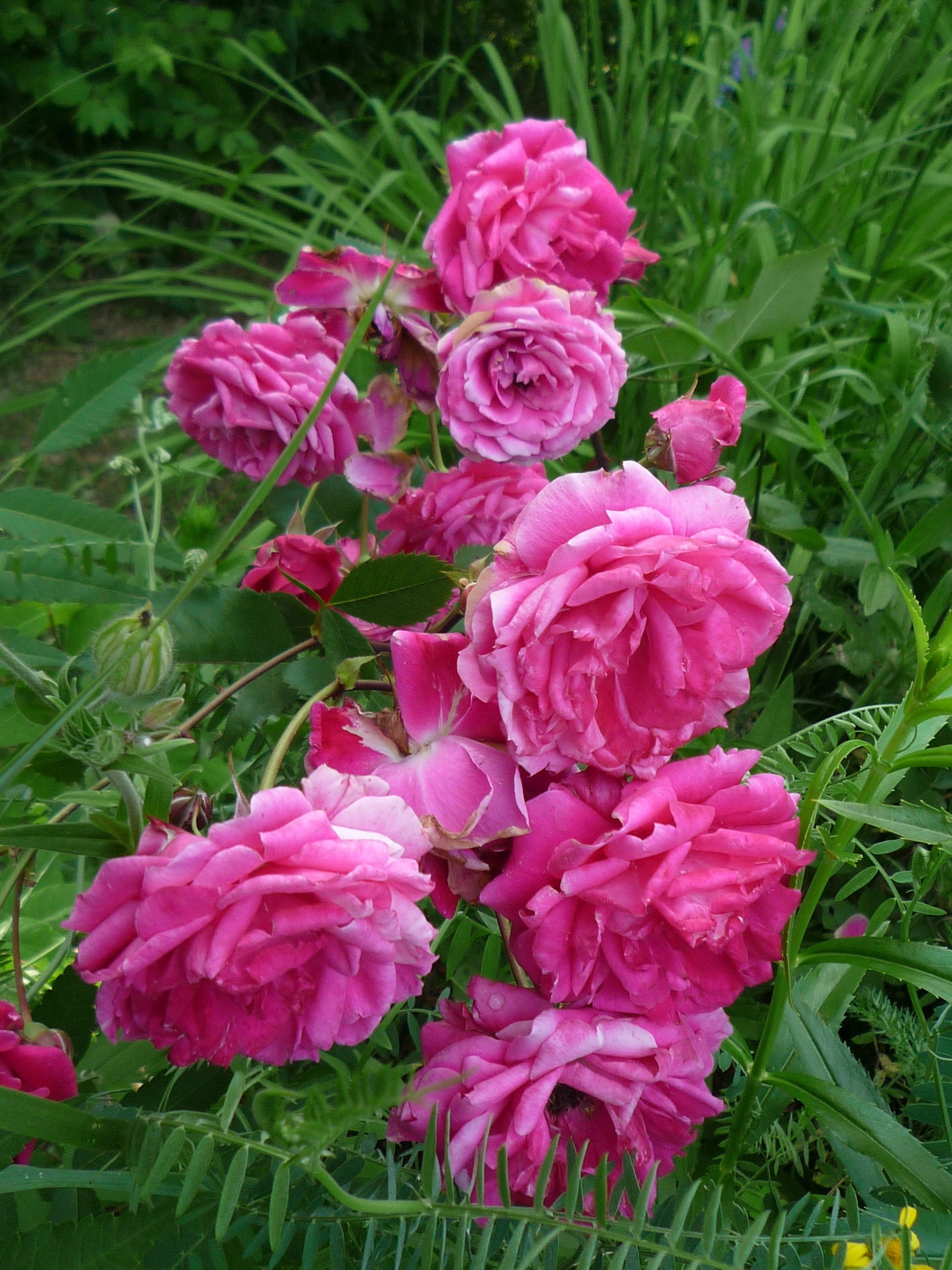 old rose, petal, flower arrangement, growth, flower, day, vulnerability, flower head, blossom, field, plant, vintage, freshness, pink, beauty in nature, Phone HD Wallpaper