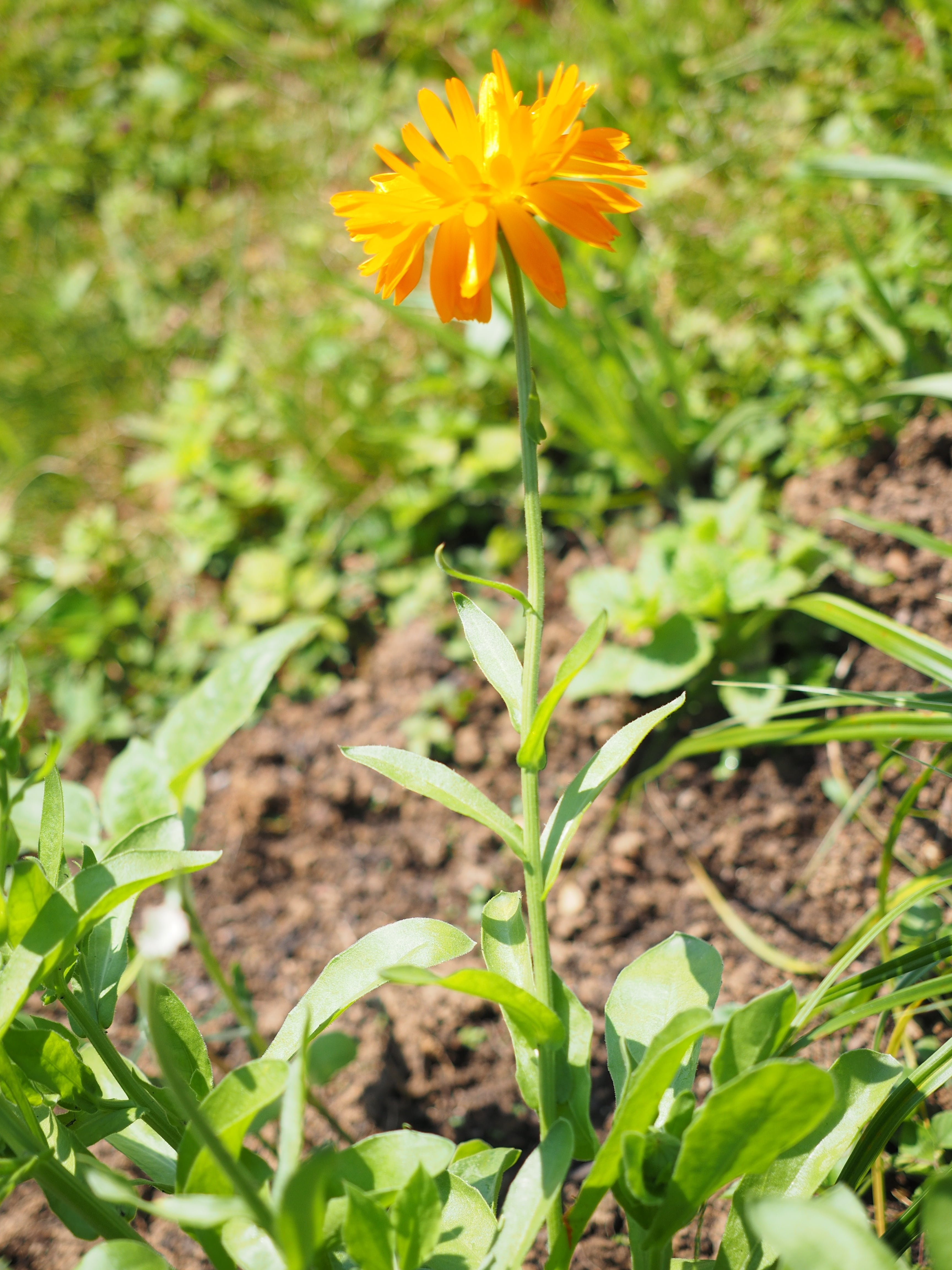 fragility, summer flower, plant stem, outdoors, focus on foreground, medicinal plant, field, composites, asteraceae, freshness, beauty in nature, nature, Phone HD Wallpaper