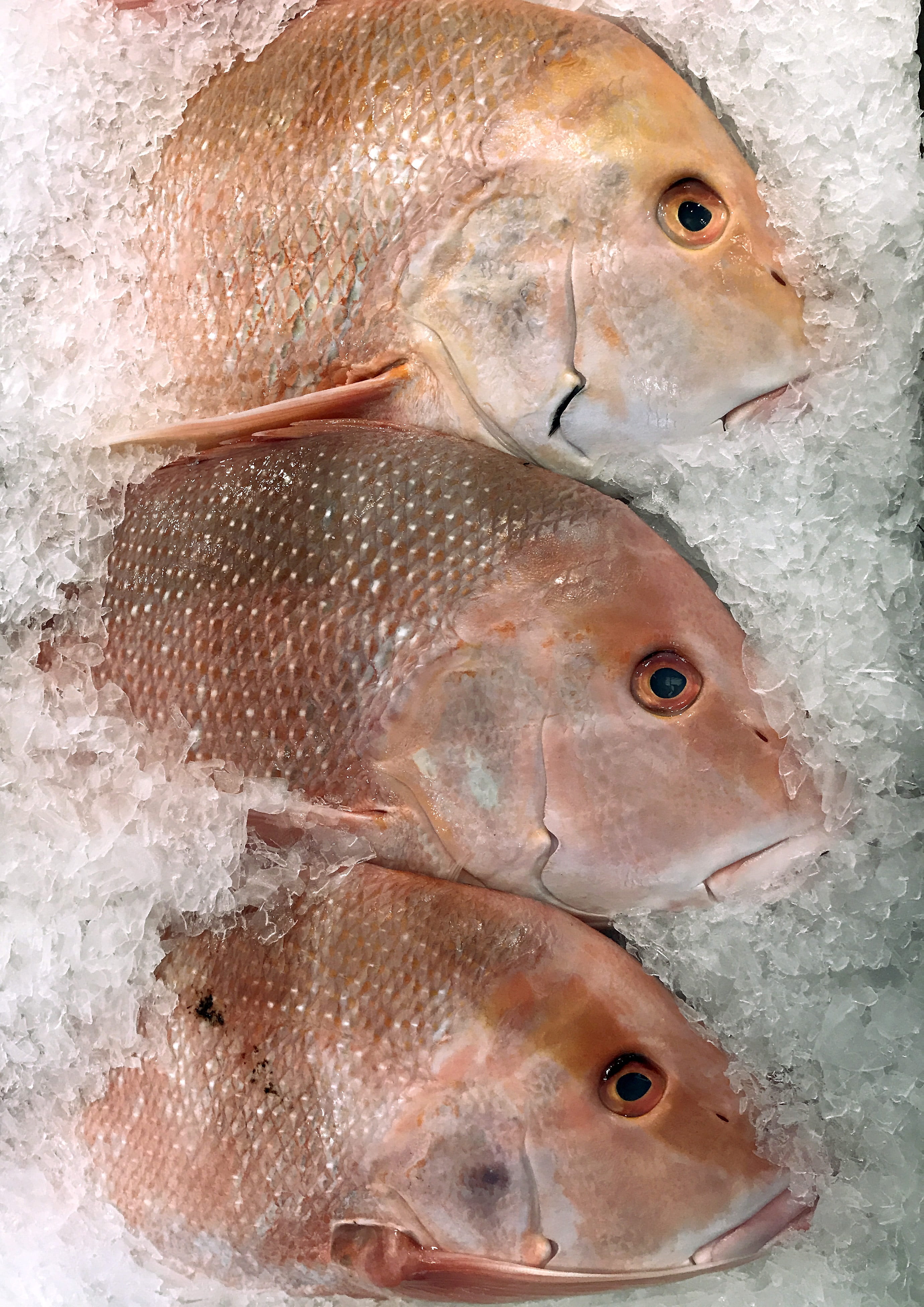 indoors, 4K, high angle view, for sale, fish, group of animals, vertebrate, fishing, omega 3, protein, wellbeing, cold temperature, food and drink, raw food, Phone HD Wallpaper