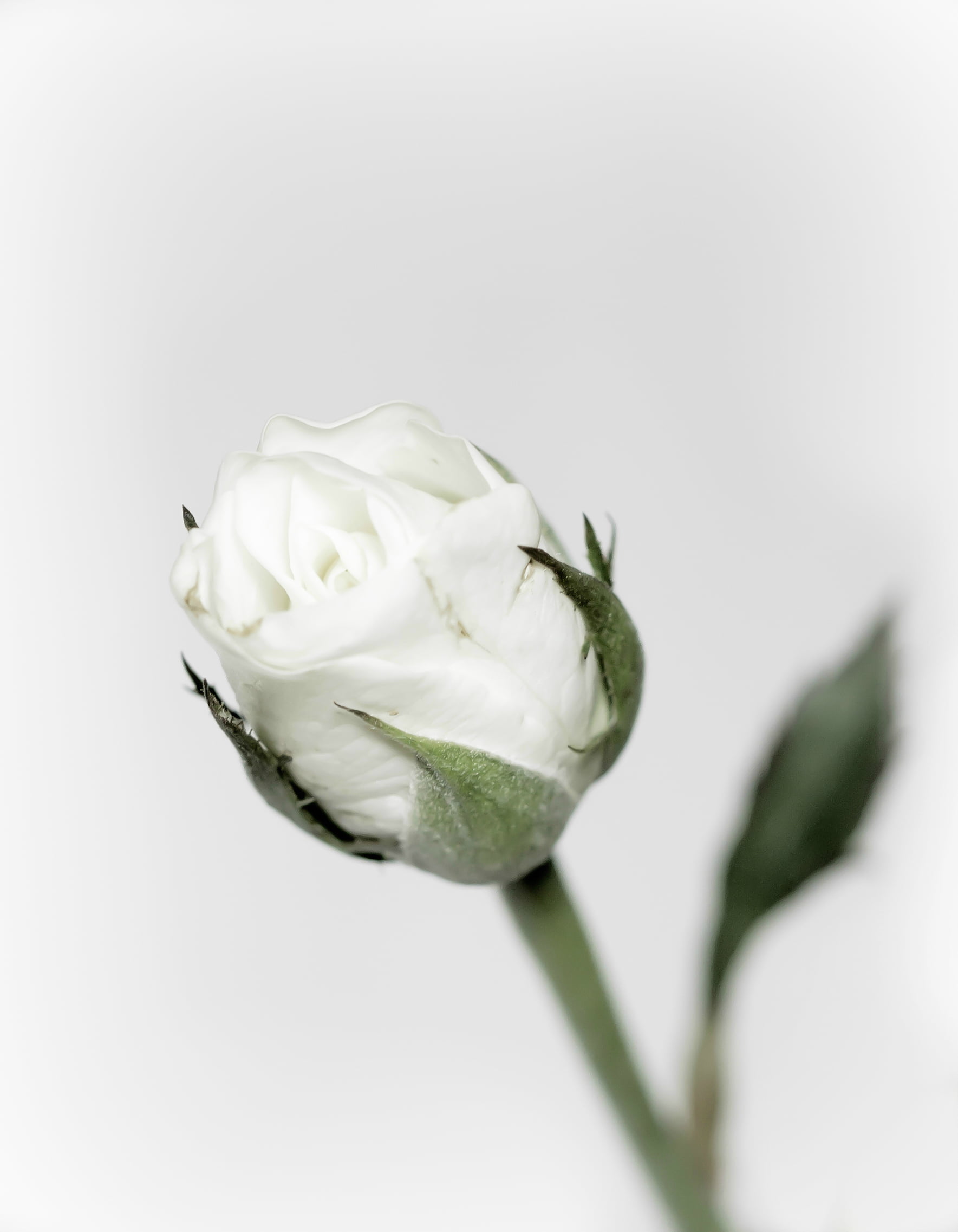 plant, highkey, flower, white, rose - Flower, 1080P, freshness, photography, background, High-key, nature, flower Head, Explore, petal, close-up, closeup, Phone HD Wallpaper