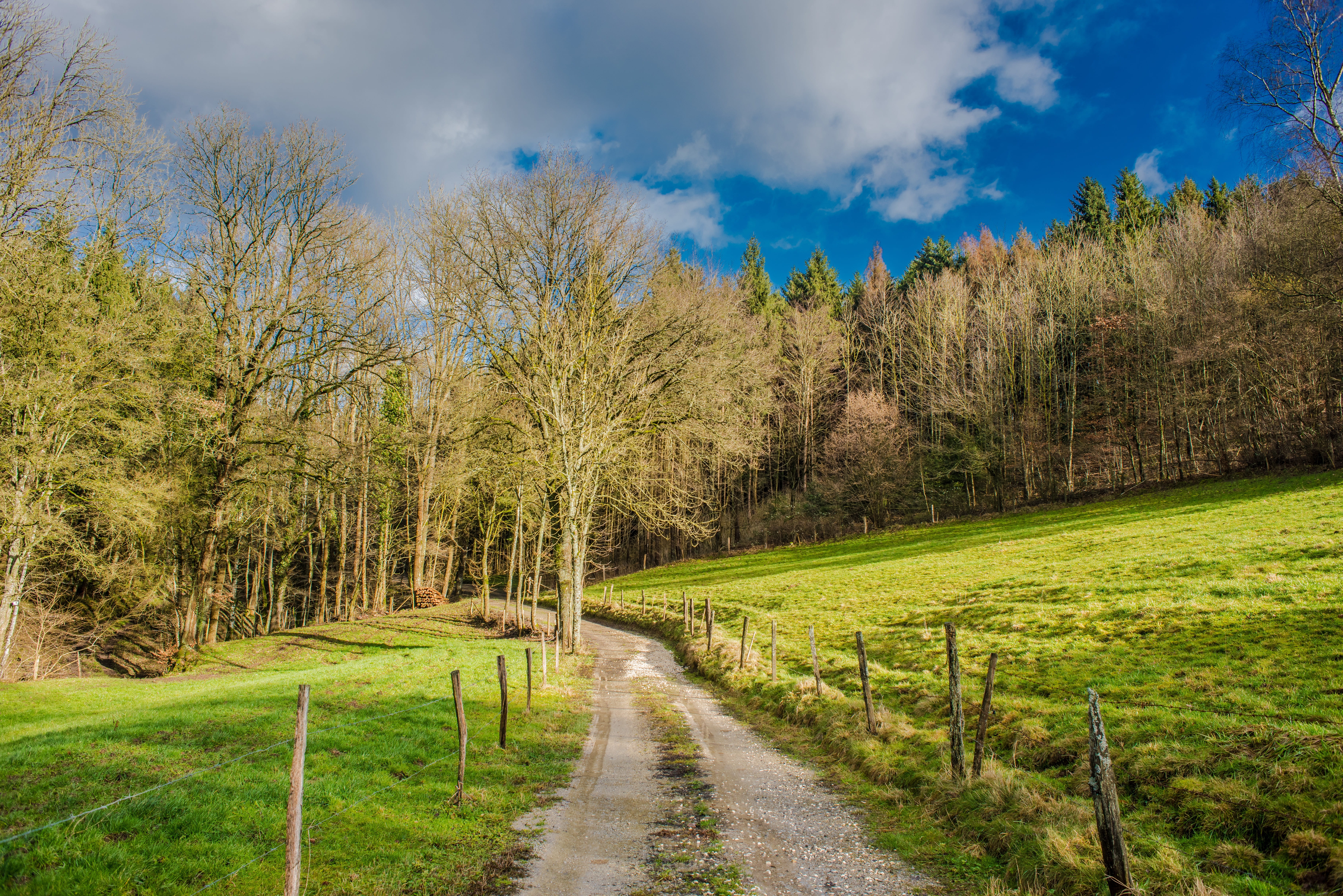 summer, footpath, the way forward, instructions, wood, pine woodland, environment, nature, plant, landscape, green color, land, grass, idyllic, scenics - nature, HD Wallpaper