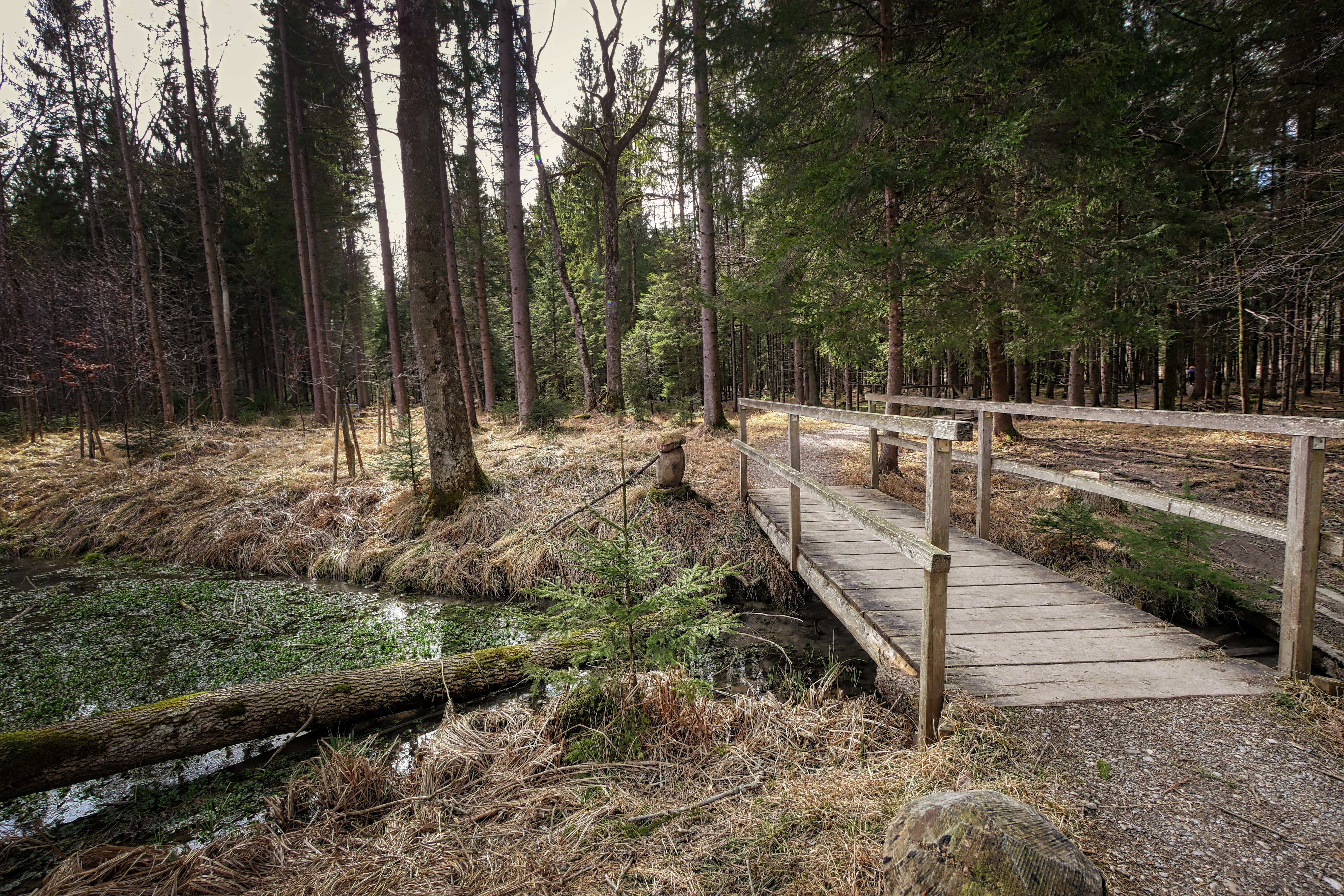 forest, wood, direction, outdoors, footpath, beauty in nature, instructions, bridge, wood - material, green color, the way forward, scenics - nature, tree, HD Wallpaper