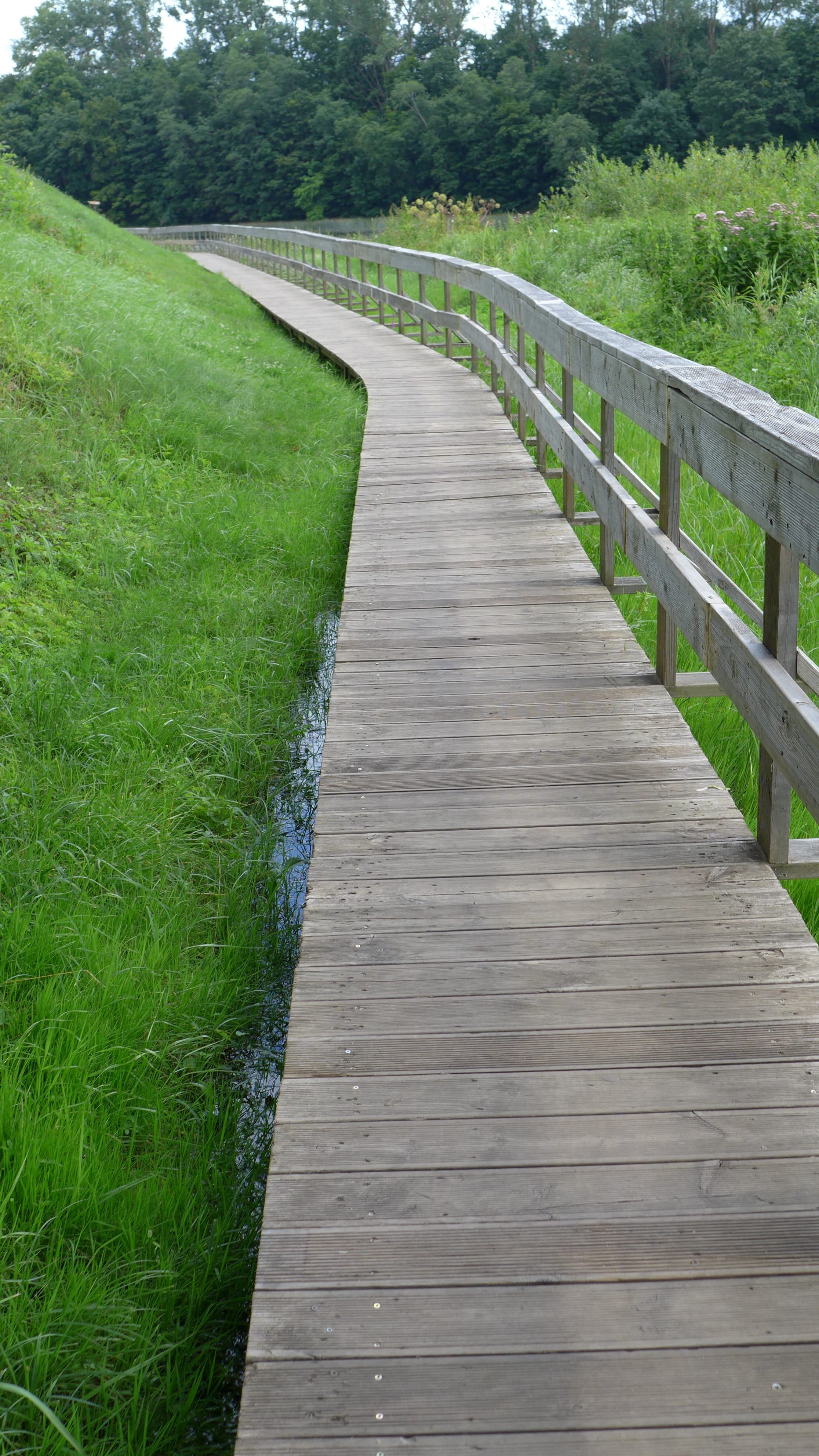 tranquil scene, day, grass, railing, wood - material, land, growth, instructions, nature, boardwalk, scenics - nature, plant, summer, footbridge, direction, Phone HD Wallpaper