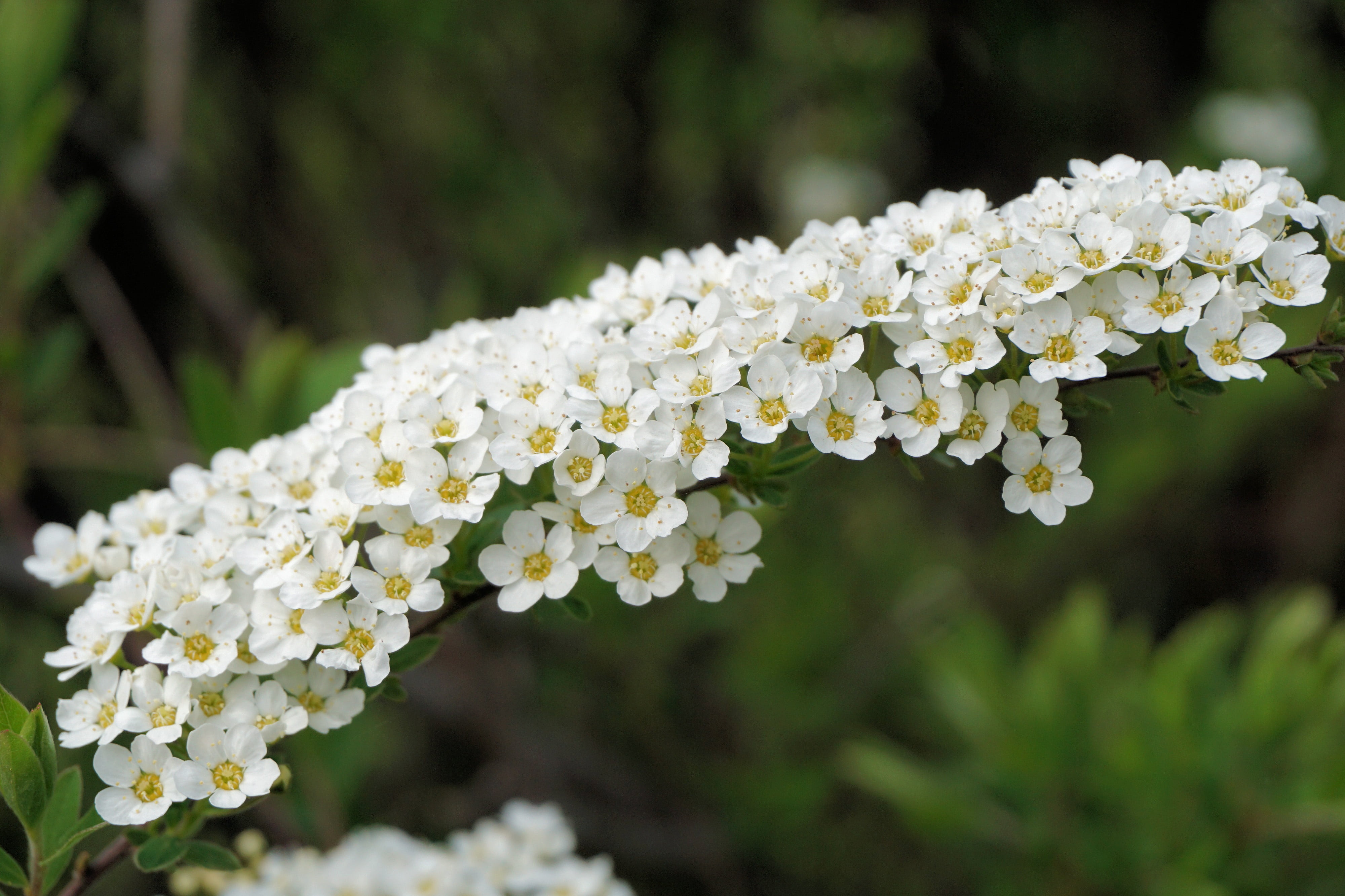 screen panicles, blossom, bunch of flowers, flowering hedges, flower Head, freshness, spierstrauch, petal, springtime, shrub spiere, flowering trees, spiraea, HD Wallpaper