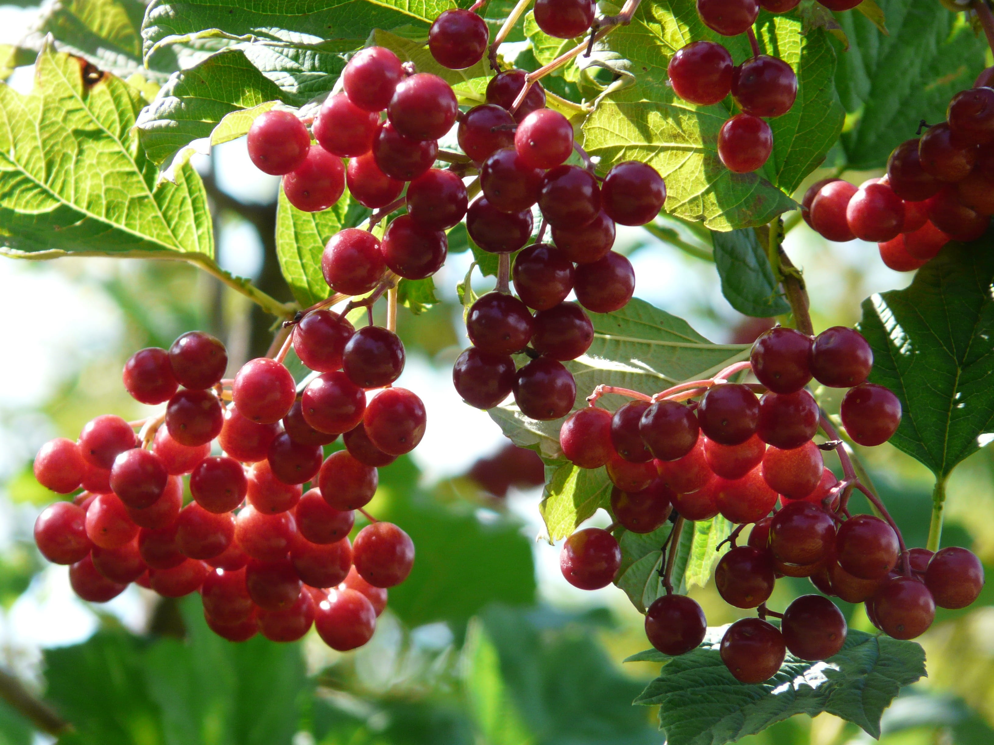 outdoors, steam berry, blutbeer, healthy eating, fruit, ornamental plant, rowanberry, glass berry, focus on foreground, musky herb greenhouse, berry fruit, HD Wallpaper