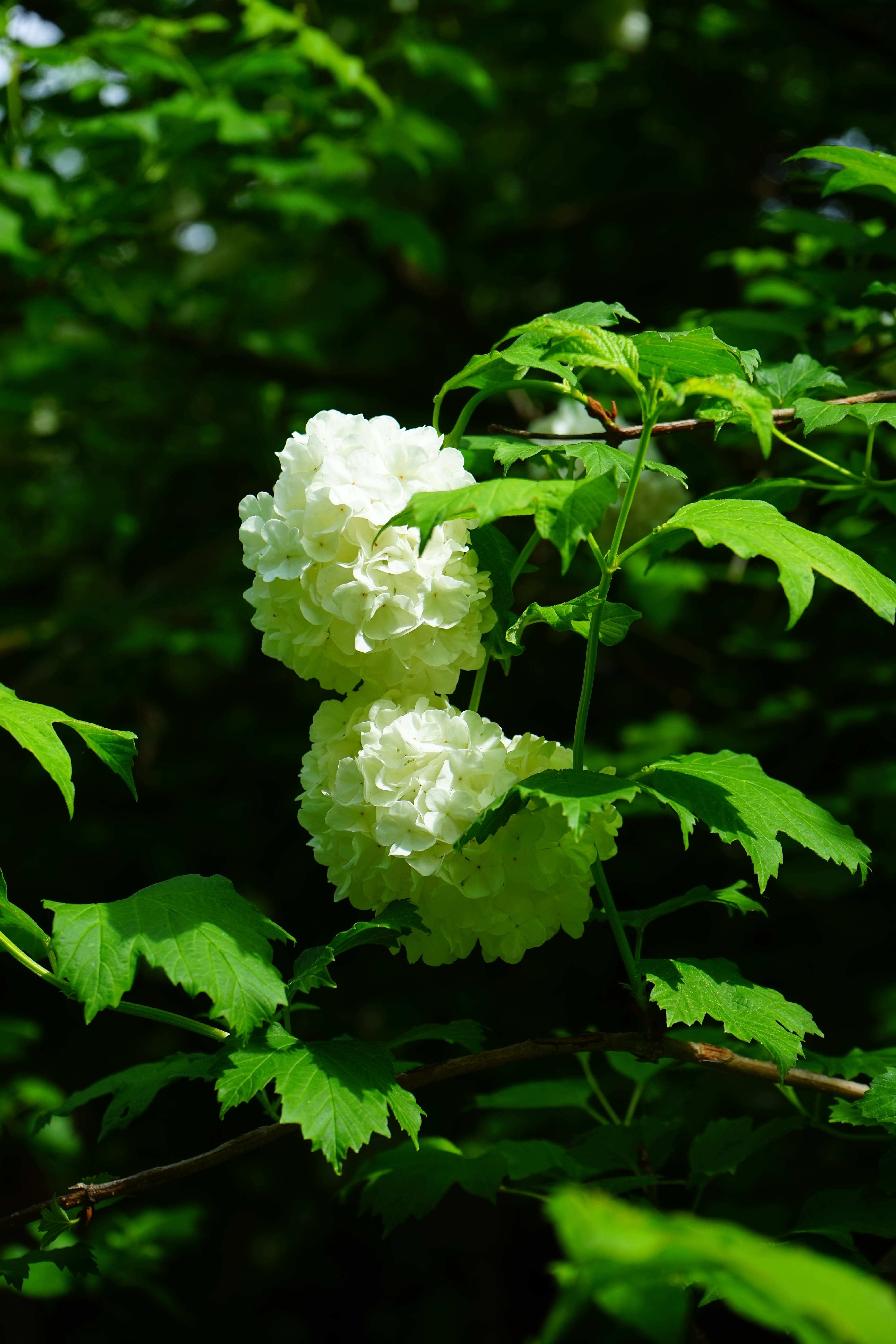 Snow Ball, white, plant, 5K, springtime, steam berry, white color, ornamental shrub, petal, musky herb greenhouse, beauty in nature, viburnum opulus roseum, Phone HD Wallpaper
