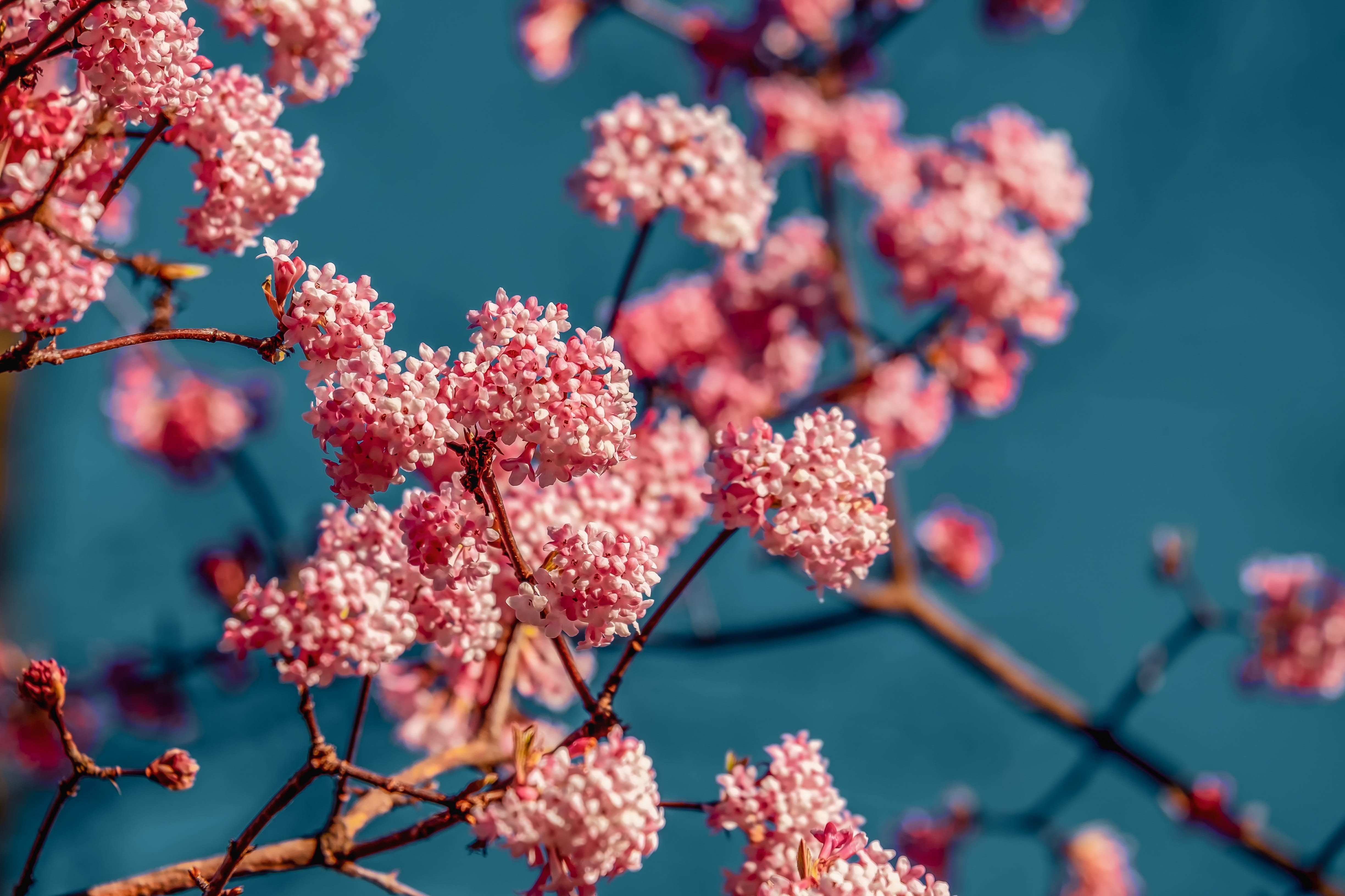 flower, blossom, beauty in nature, pink, fragrant snowball, branch, outdoors, springtime, flora, small, growth, blue, close-up, fragility, plant, flowers, HD Wallpaper