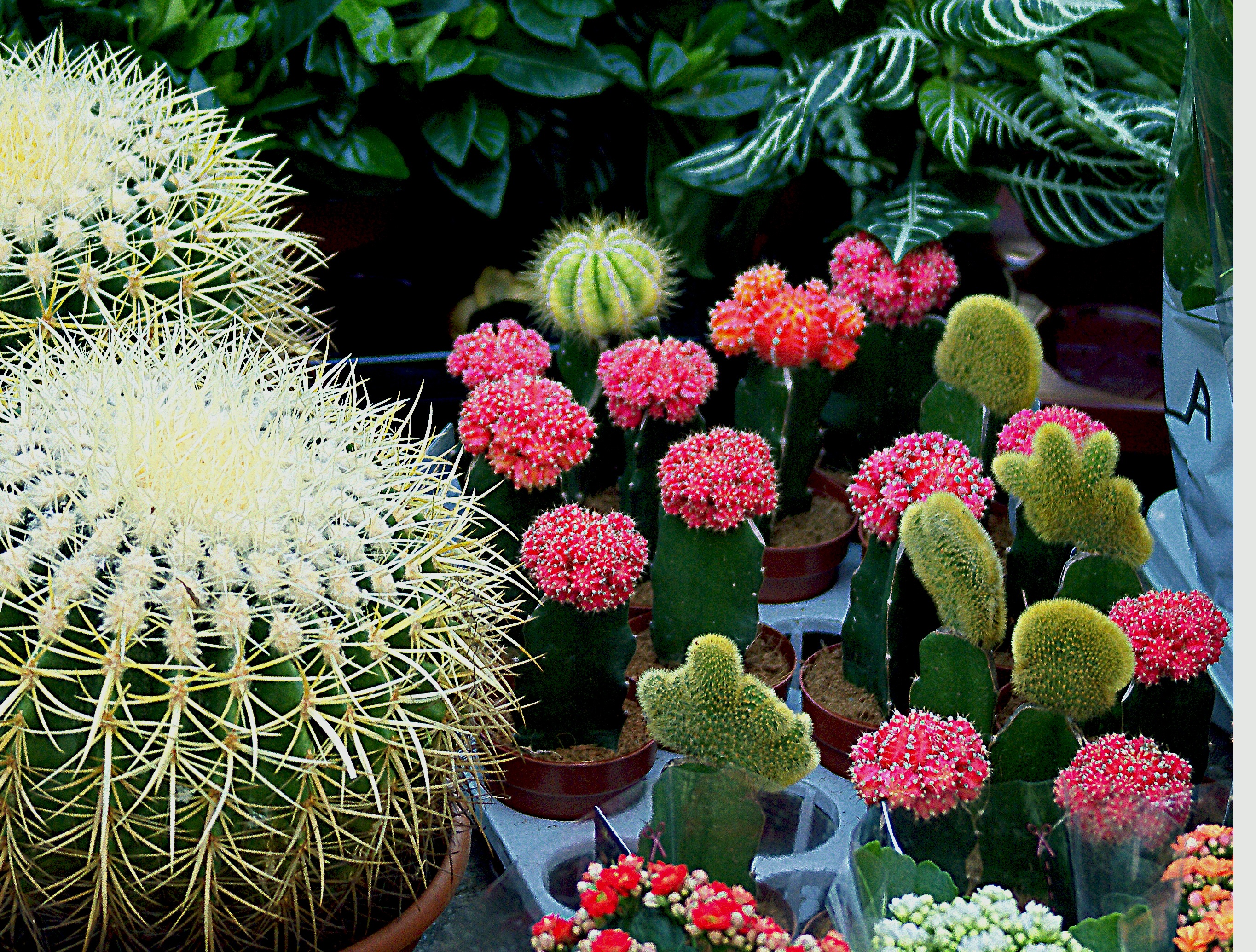 gardening, growth, flower head, spherical, cacti, cactus, close-up, vulnerability, plants, choice, plant, variation, day, outdoors, nature, for sale, sucholubne, HD Wallpaper