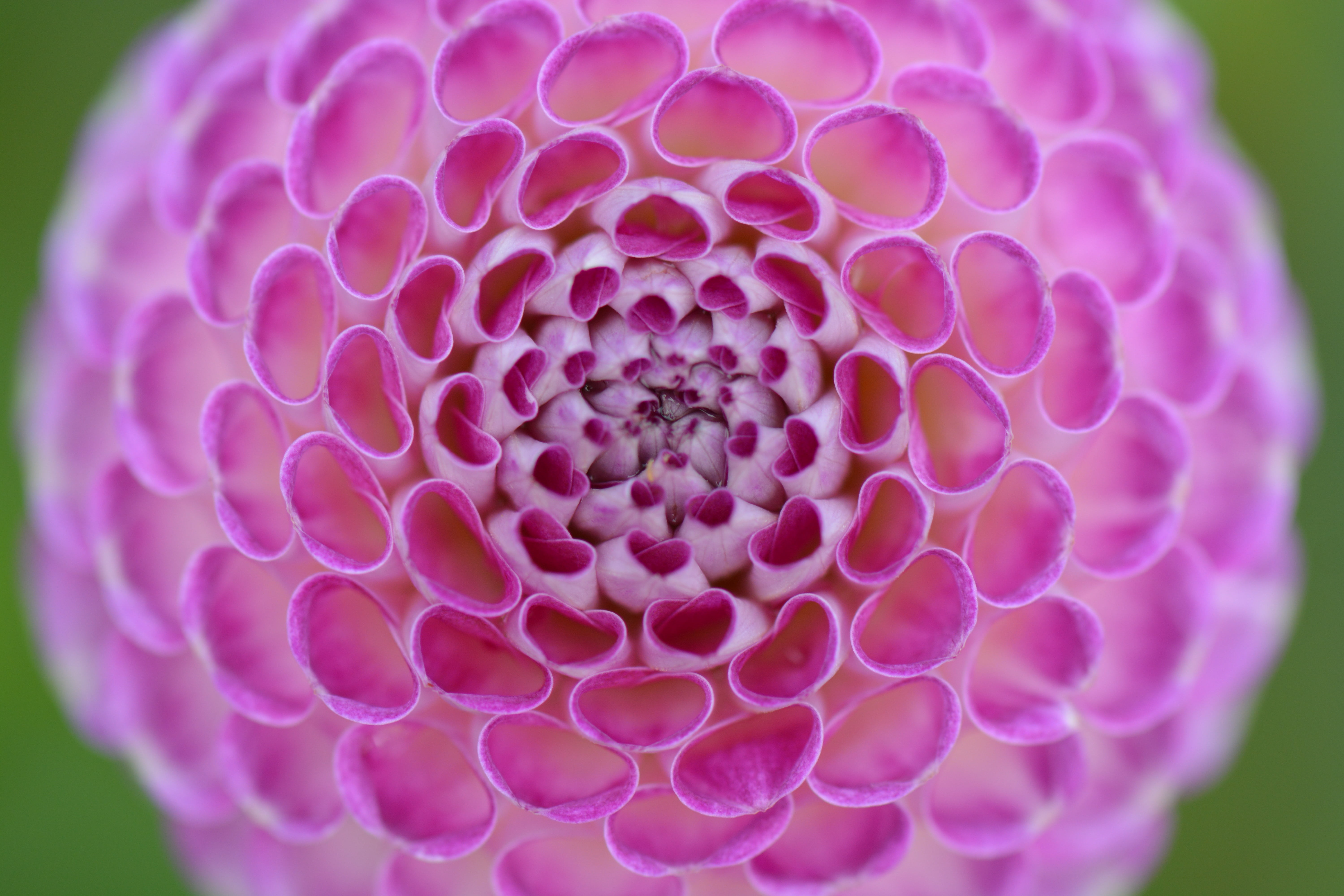 petal, flower head, purple, circle, no people, pink color, beauty, selective focus, fragility, spherical, beauty in nature, biology, focus on foreground, HD Wallpaper