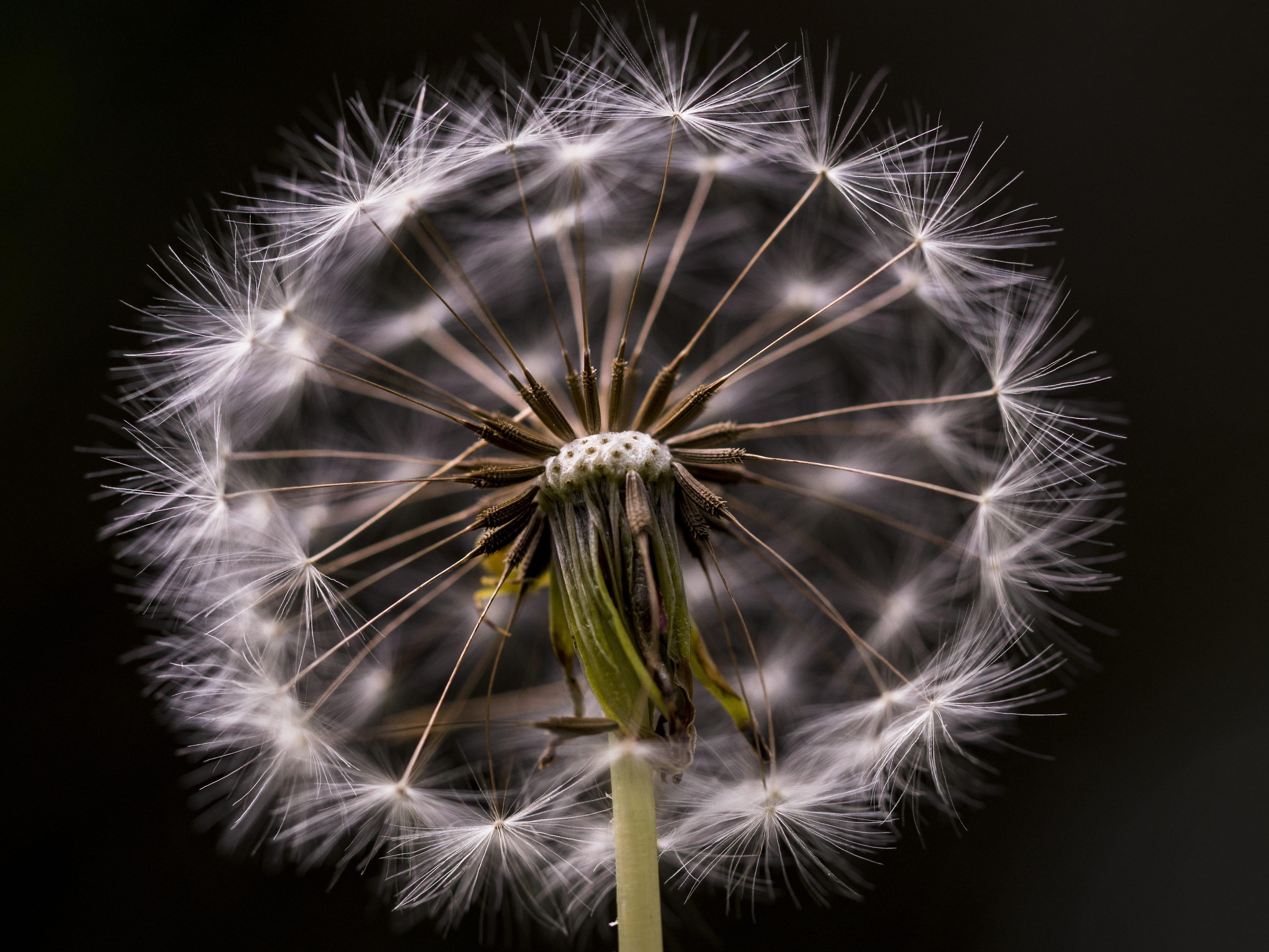 wishing flower, dandelion seed, growth, seed, studio shot, spherical, soft, fragility, beauty in nature, close-up, 4K, wish, no people, hope, flowering plant, HD Wallpaper