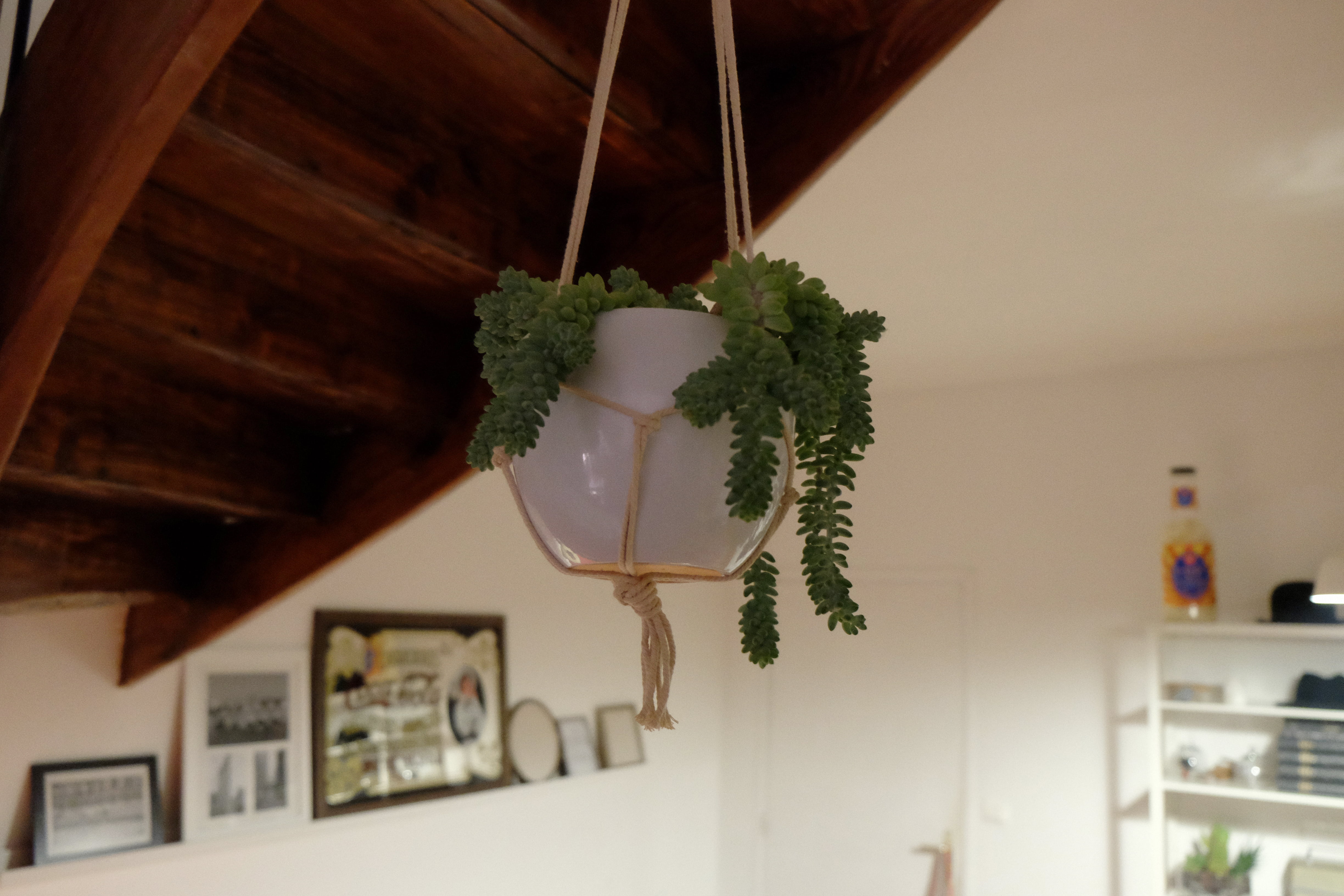 fern, no people, home showcase interior, home, decor, photography, sky, spherical, nature, 4K, vase, green, selective, building, flower arrangement, decoration, HD Wallpaper