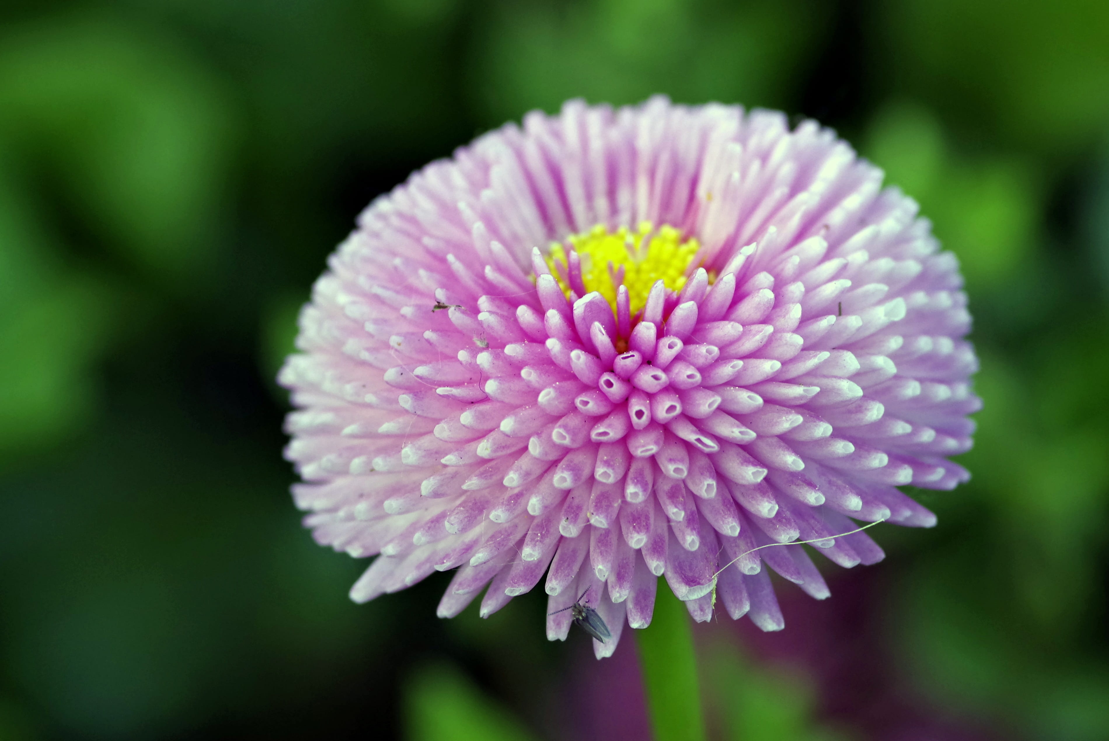 close-up, flowering plant, the petals, no people, summer, beauty In Nature, Asteraceae, blossom, vulnerability, plant, growth, purple, 2K, pink Color, HD Wallpaper